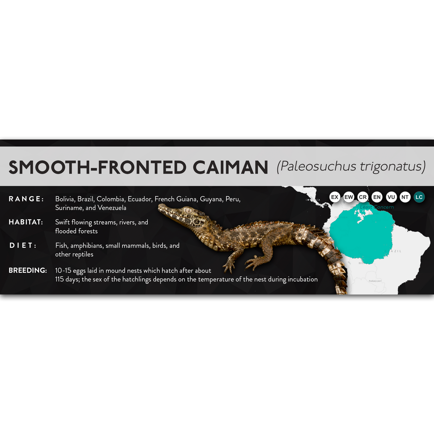 Smooth-Fronted Caiman (Paleosuchus trigonatus) - X Label