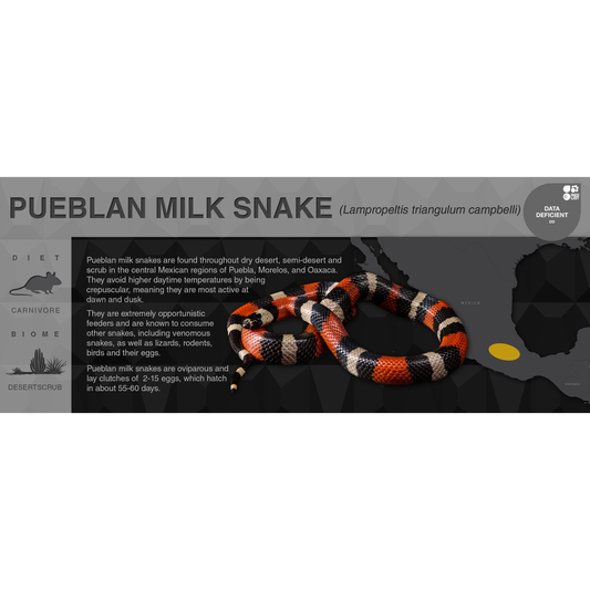 Pueblan Milk Snake (Lampropeltis triangulum campbelli) - Black Series Vivarium Label