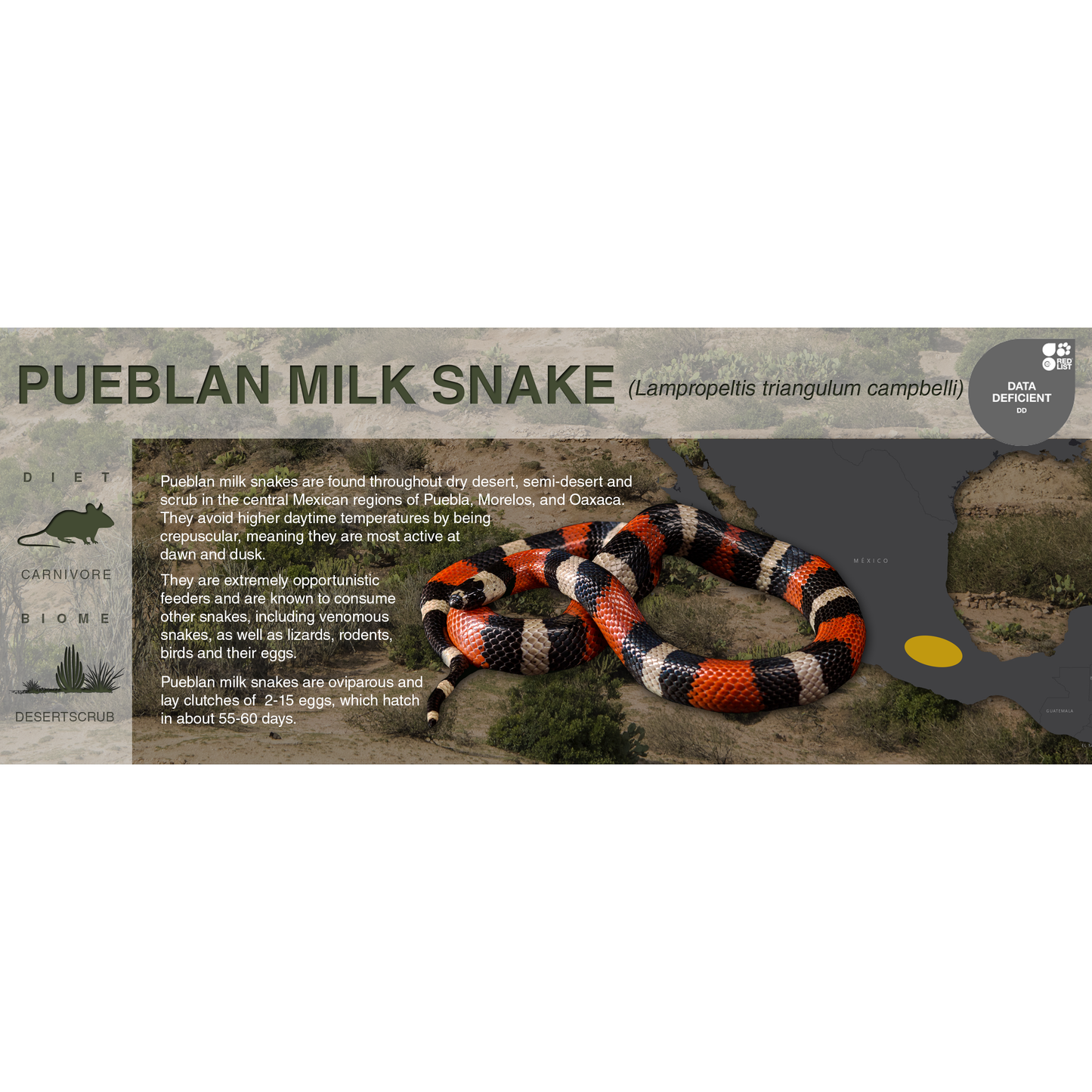 Pueblan Milk Snake (Lampropeltis triangulum campbelli) - Black Series Vivarium Label