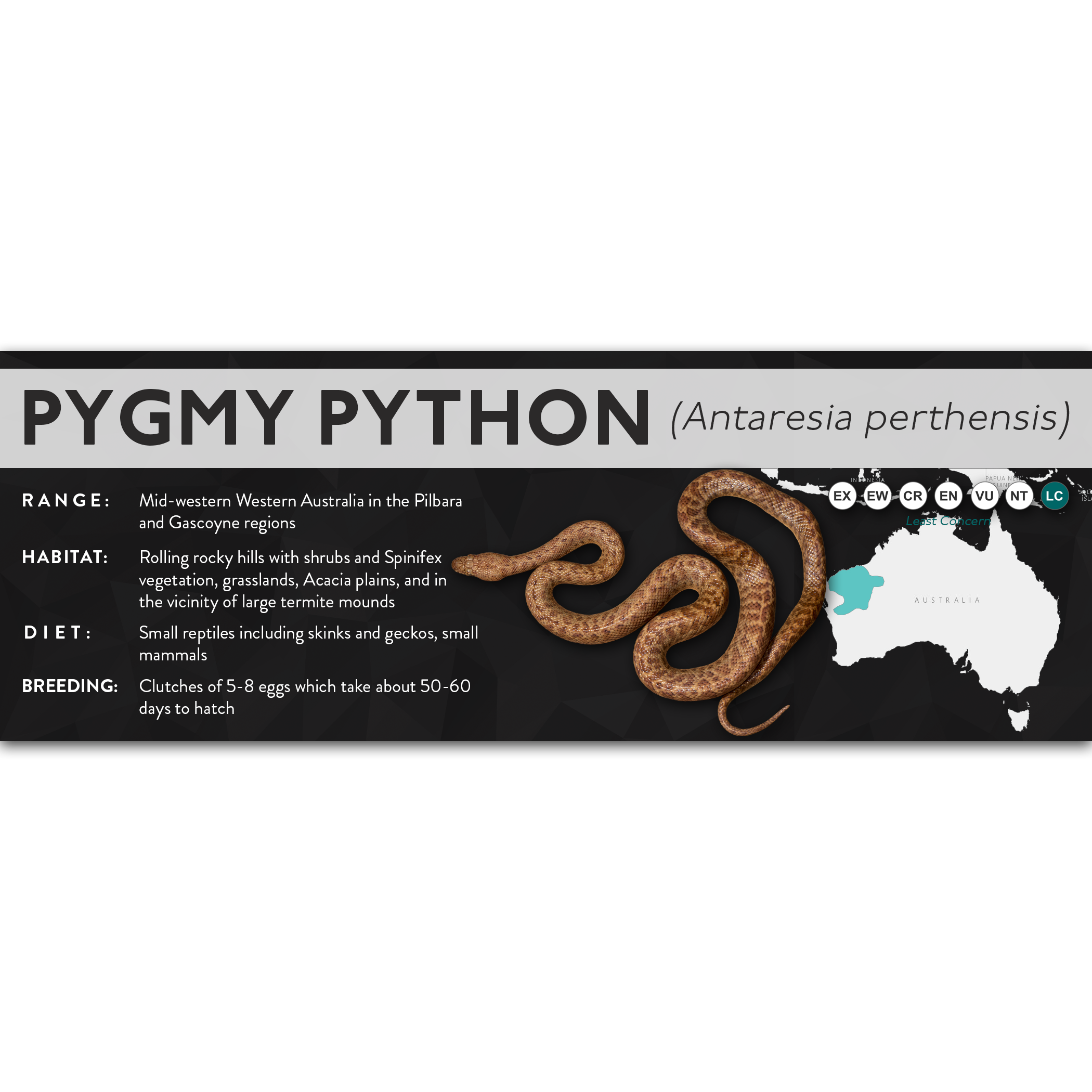Pygmy Python (Antaresia perthensis) - X Label – Cloud Forest Design