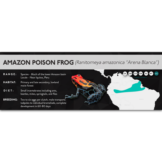 Amazon Poison Frog (Ranitomeya amazonica) - X Label