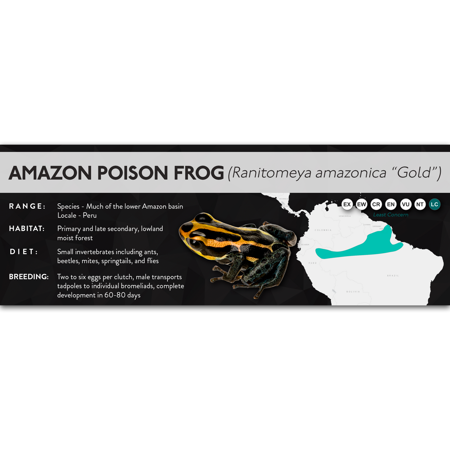 Amazon Poison Frog (Ranitomeya amazonica) - X Label