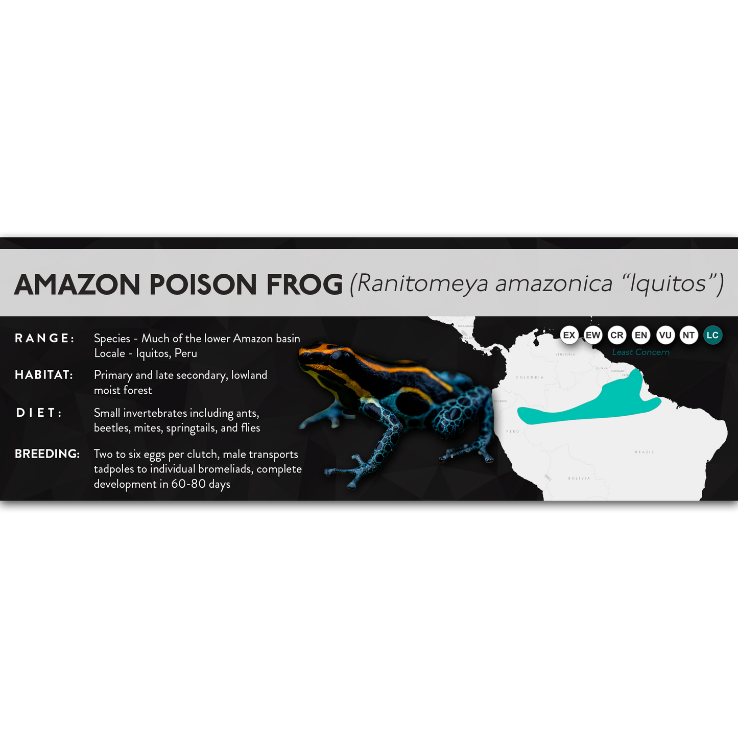 Amazon Poison Frog (Ranitomeya amazonica) - X Label