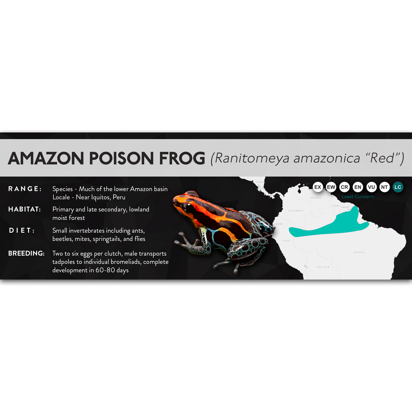 Amazon Poison Frog (Ranitomeya amazonica) - X Label