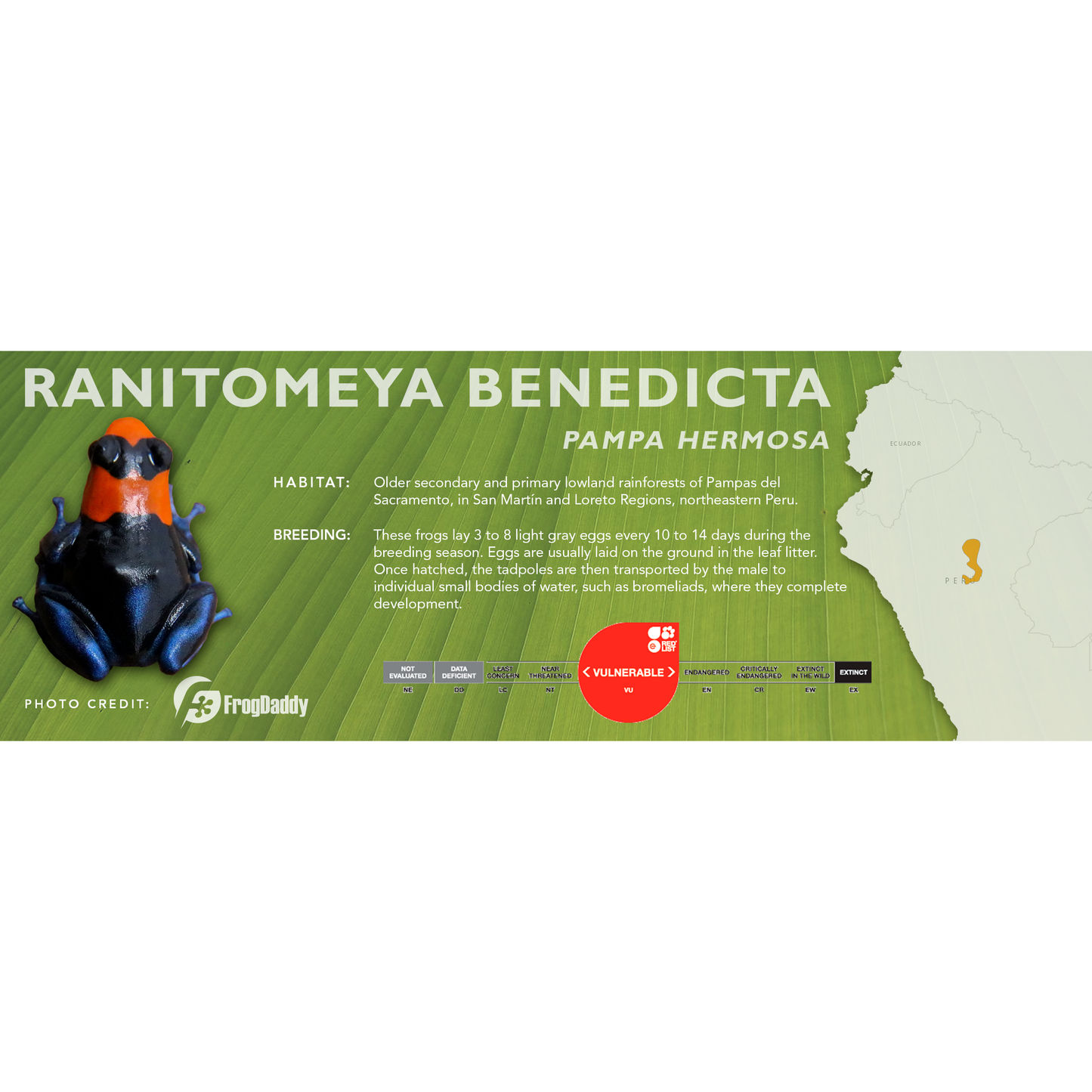 Ranitomeya benedicta - Classic Vivarium Label