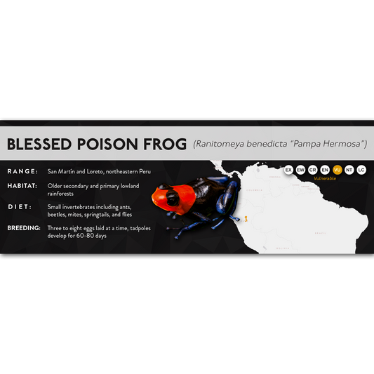 Blessed Poison Frog (Ranitomeya benedicta) - X Label