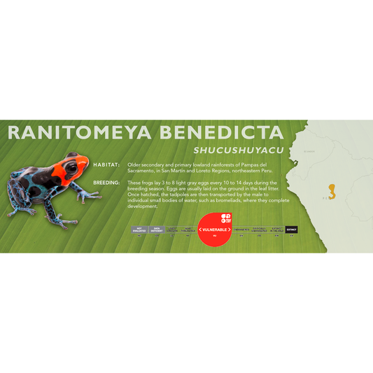 Ranitomeya benedicta - Classic Vivarium Label