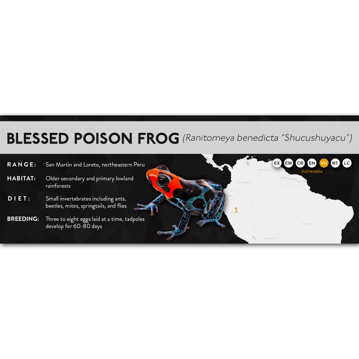 Blessed Poison Frog (Ranitomeya benedicta) - X Label