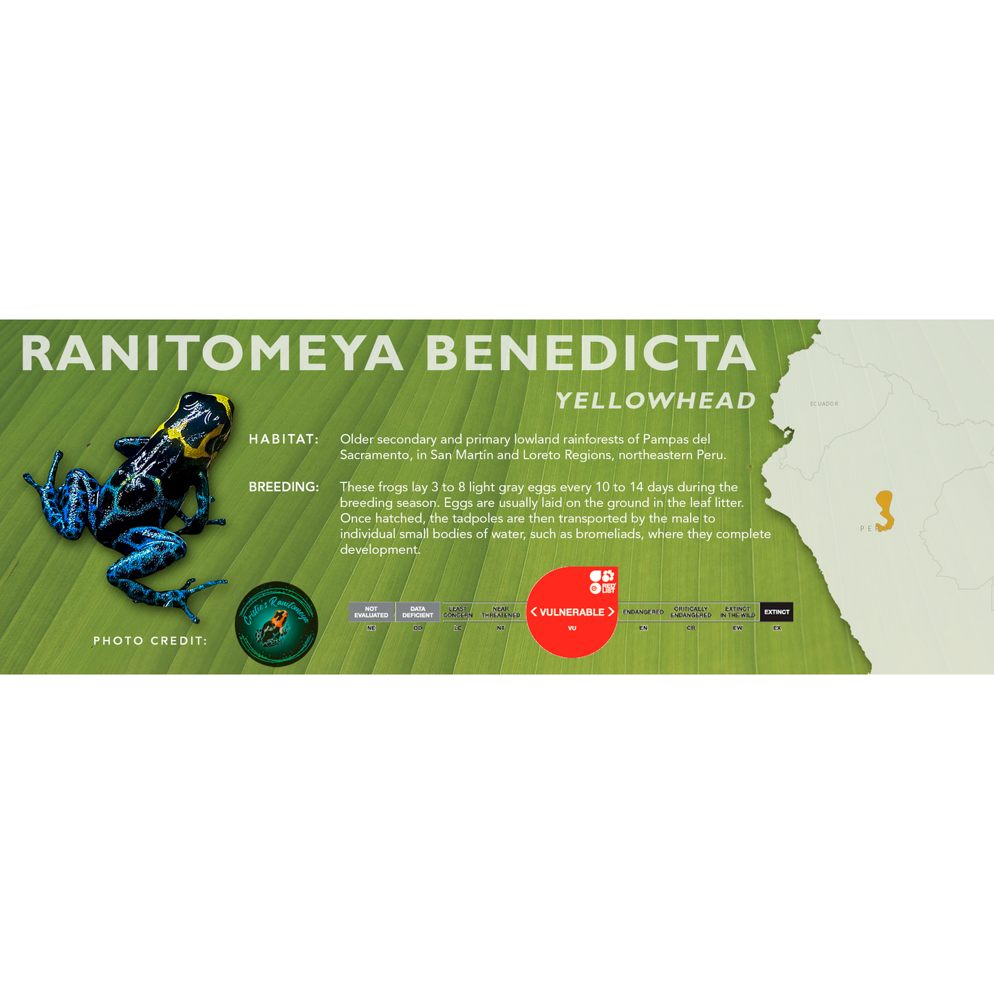 Ranitomeya benedicta - Classic Vivarium Label