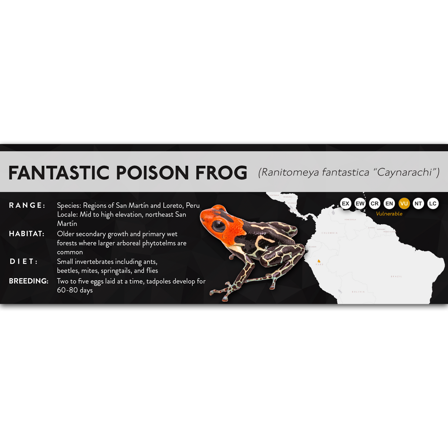 Fantastic Poison Frog (Ranitomeya fantastica) - X Label