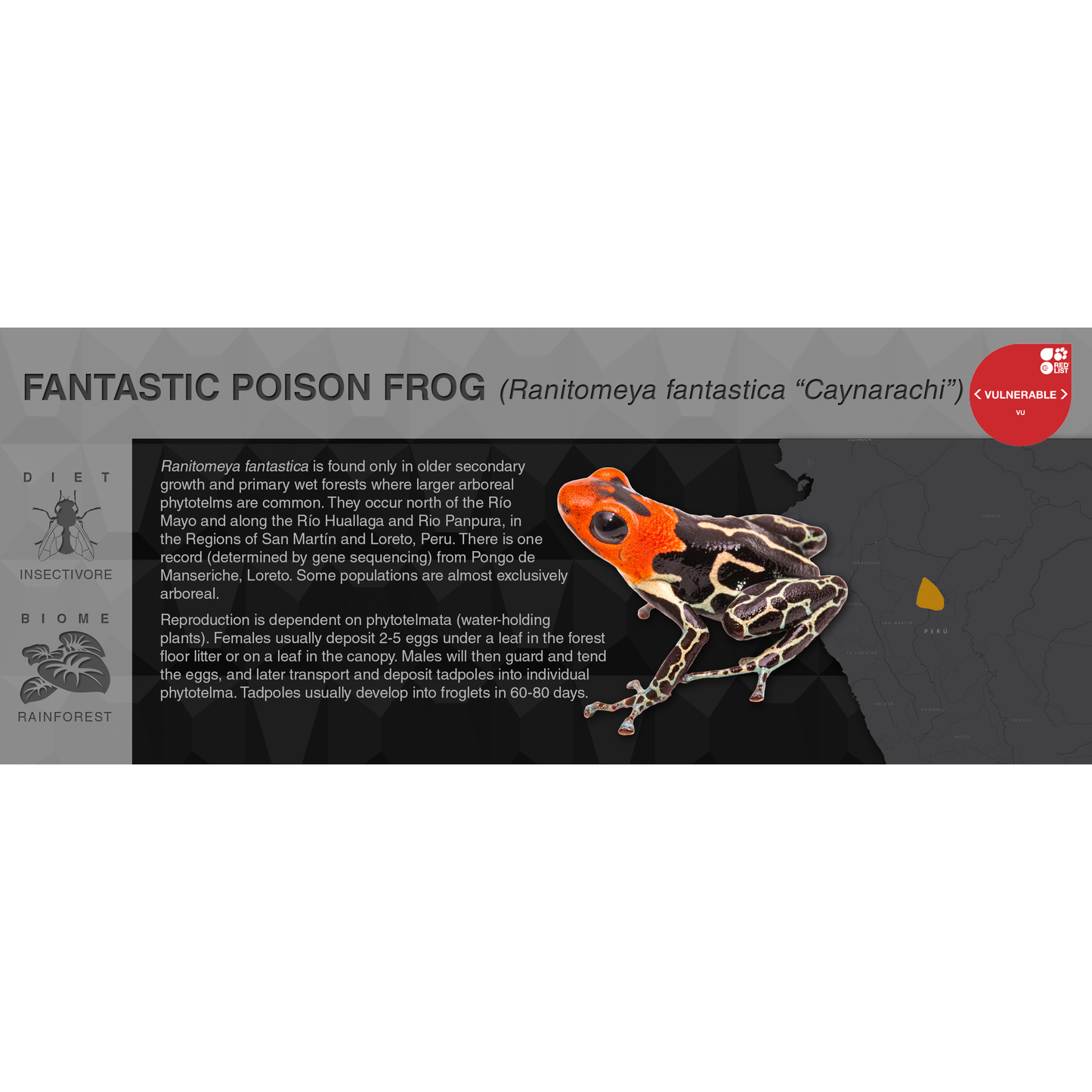 Ranitomeya fantastica - Black Series Vivarium Label