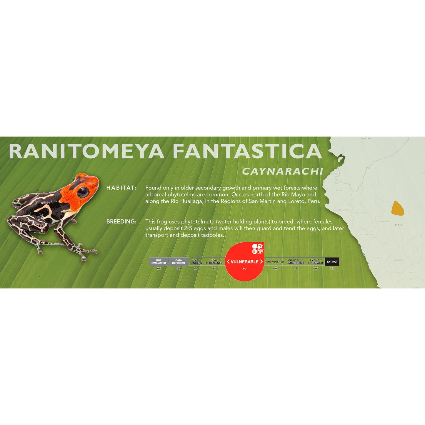 Ranitomeya fantastica - Classic Vivarium Label