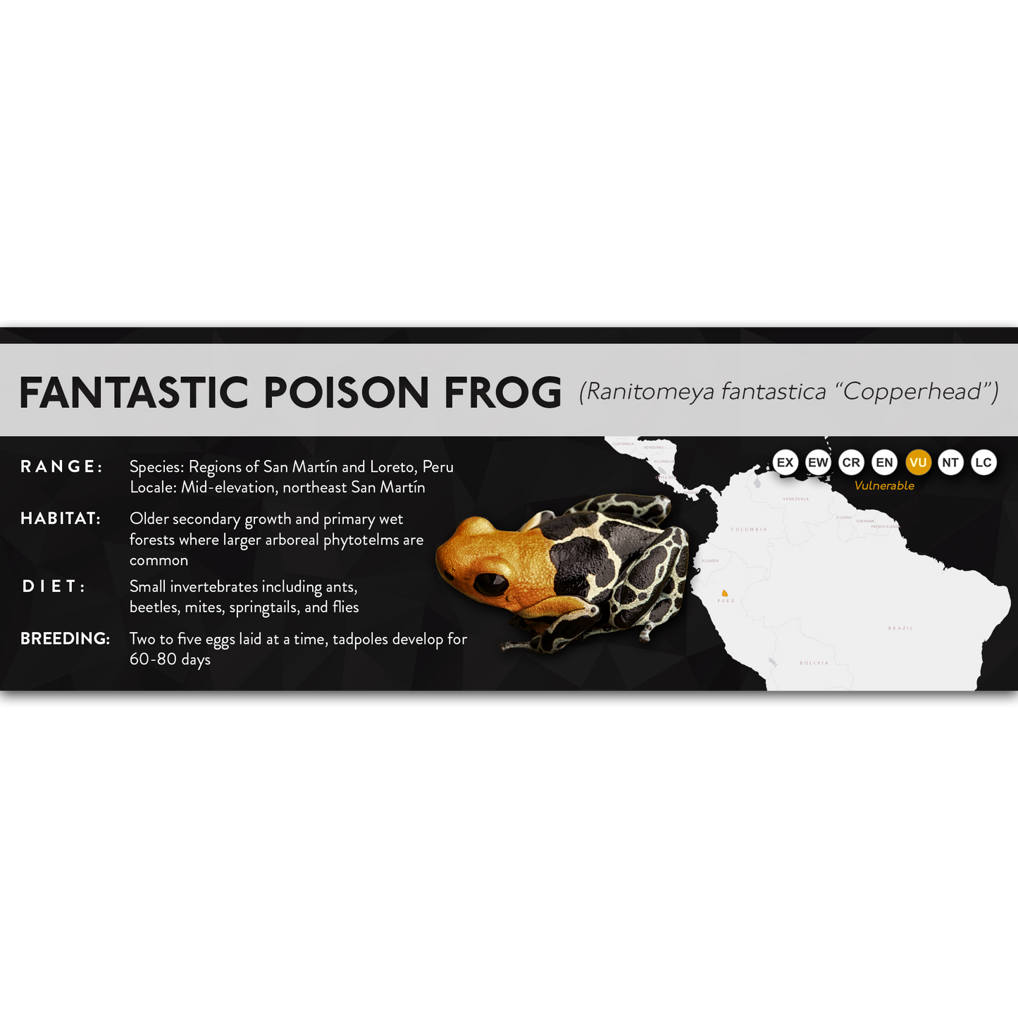 Fantastic Poison Frog (Ranitomeya fantastica) - X Label