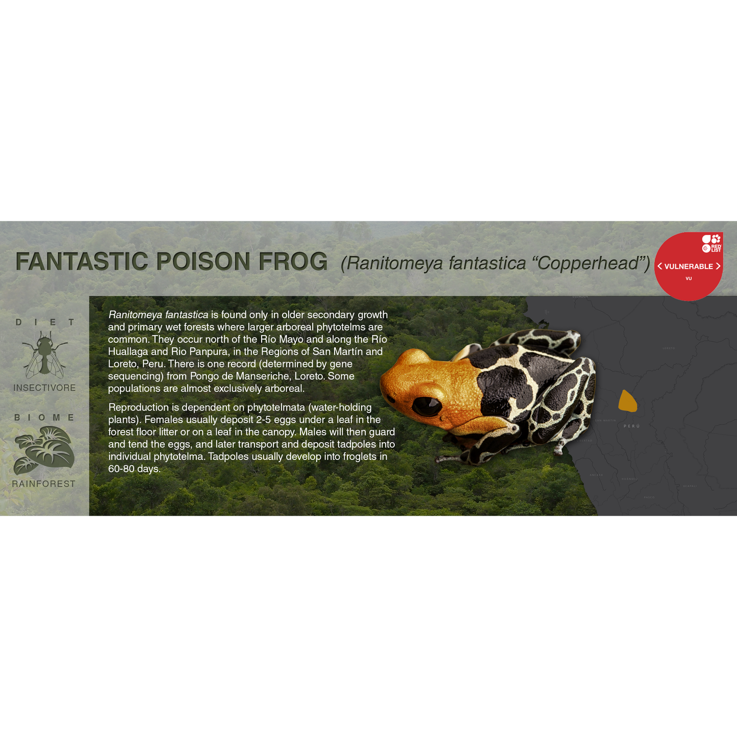 Ranitomeya fantastica - Black Series Vivarium Label