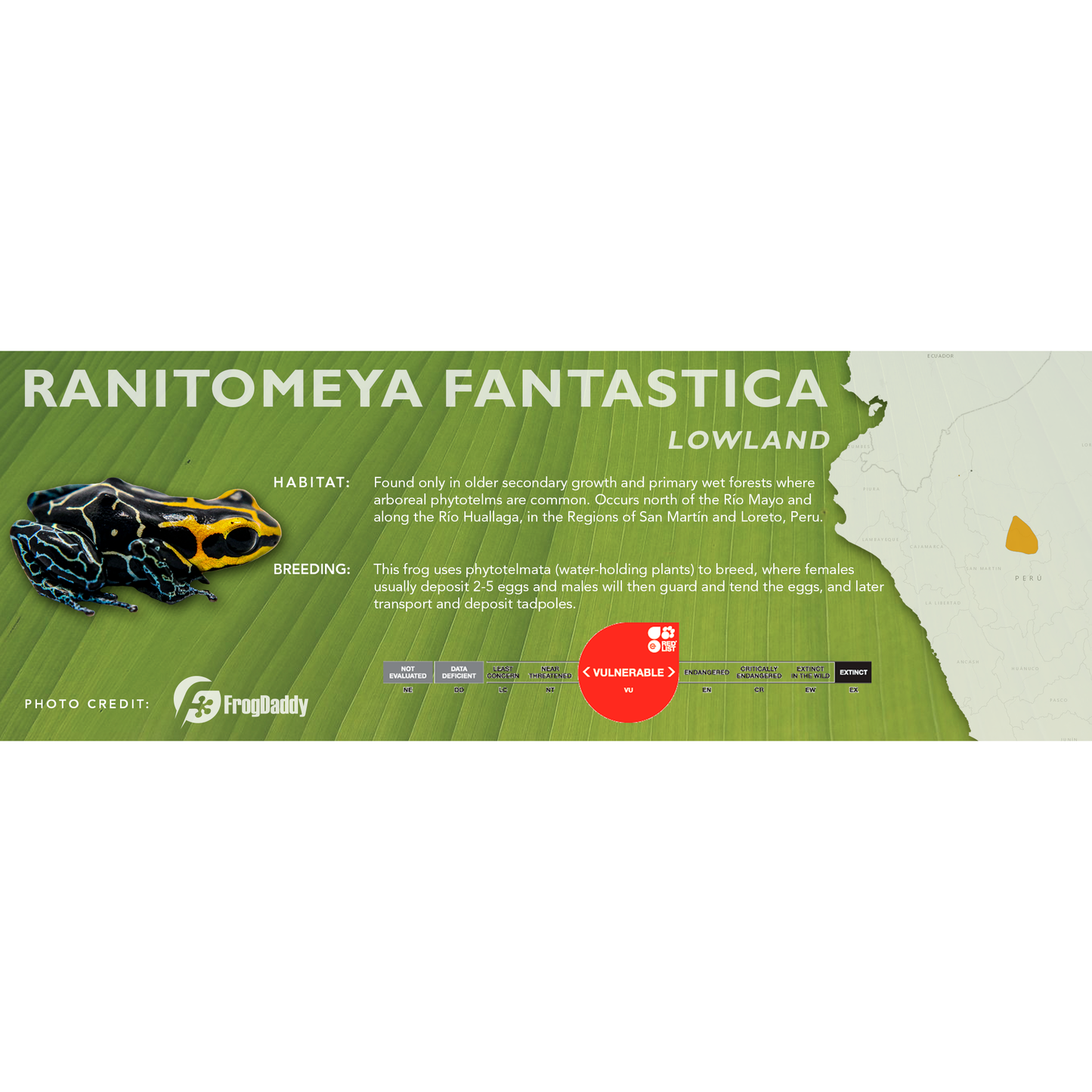 Ranitomeya fantastica - Classic Vivarium Label