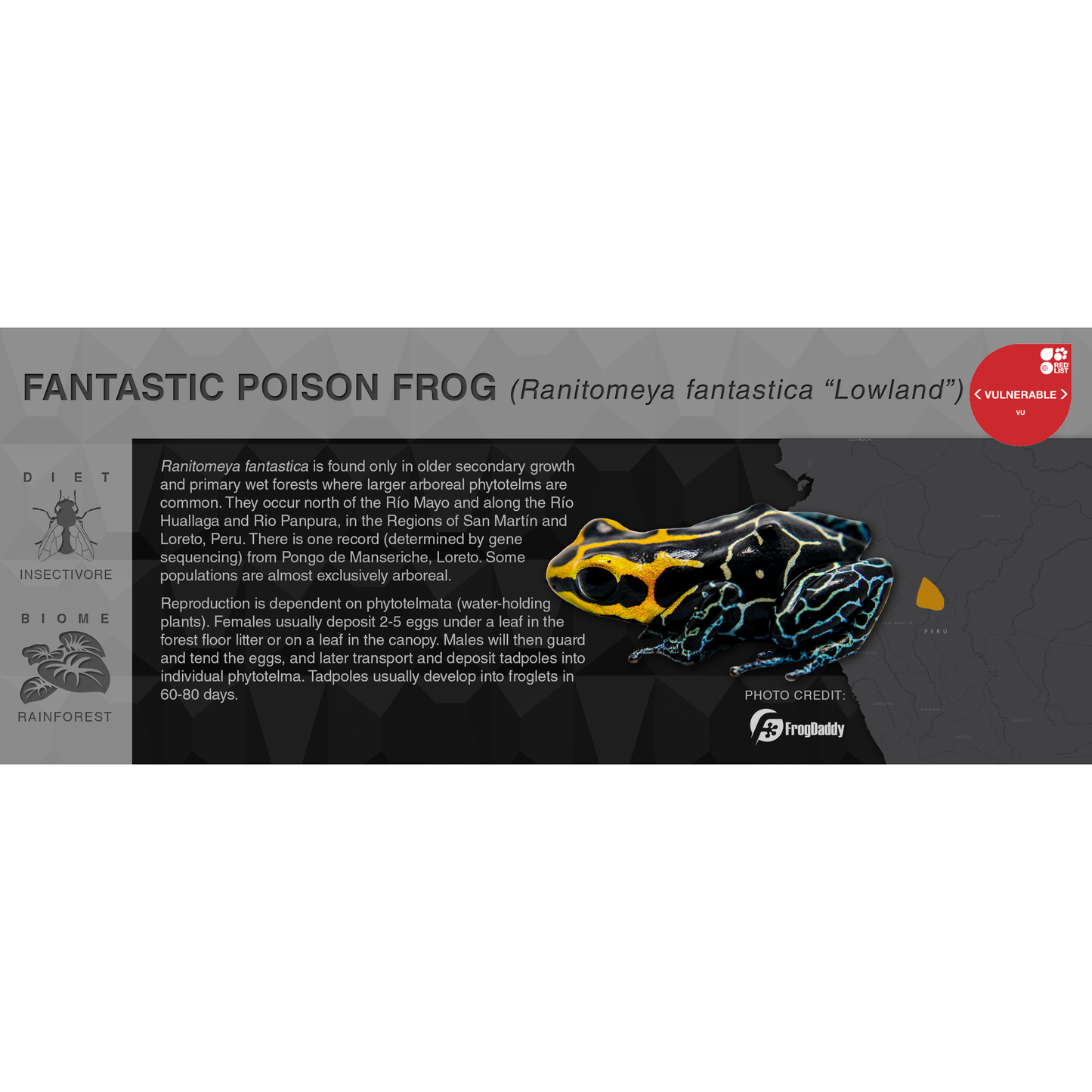 Ranitomeya fantastica - Black Series Vivarium Label