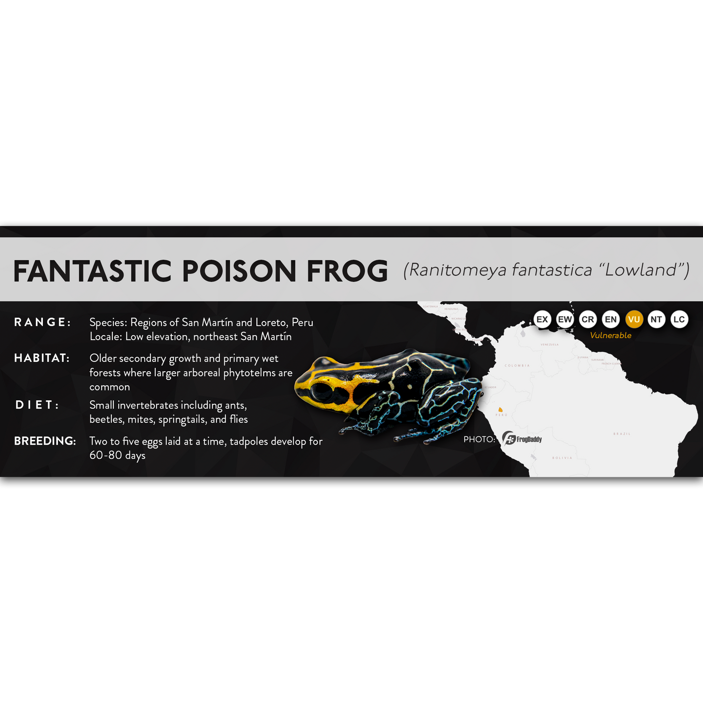 Fantastic Poison Frog (Ranitomeya fantastica) - X Label