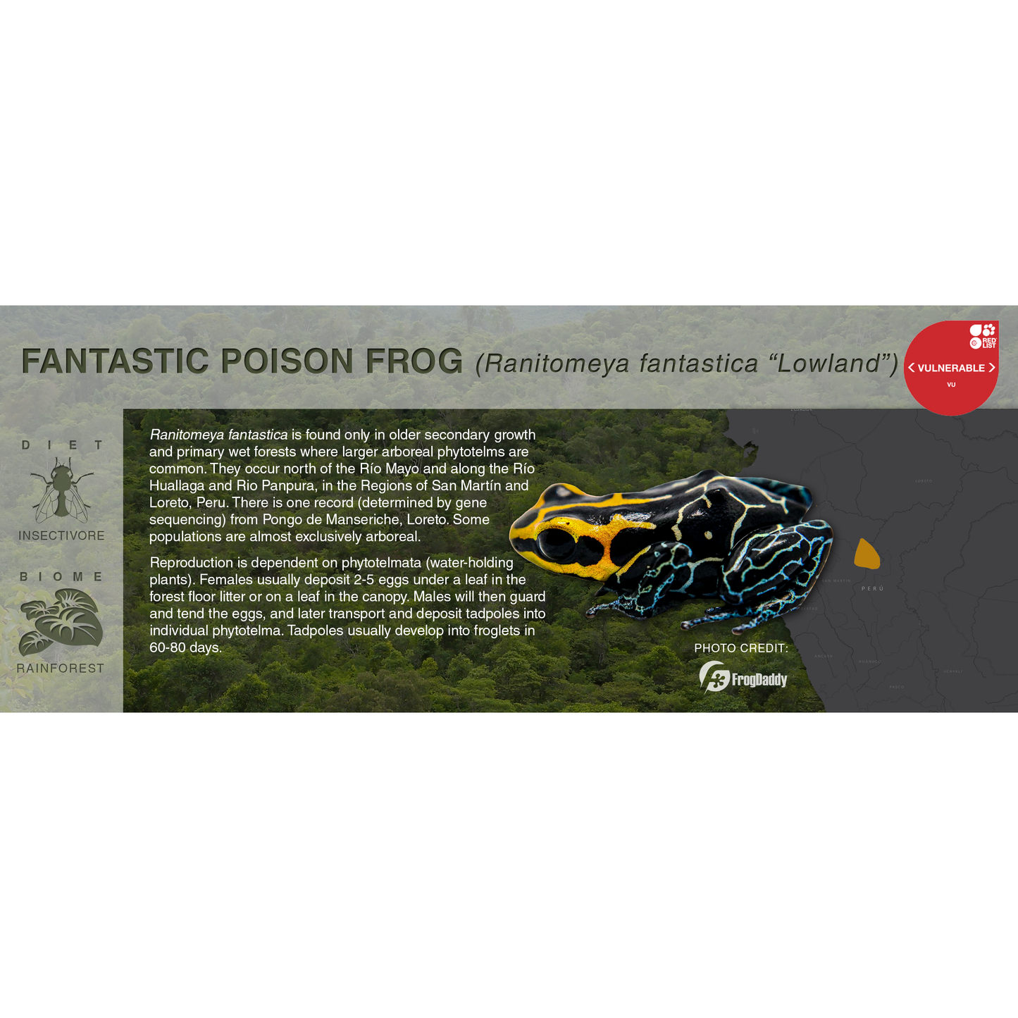 Ranitomeya fantastica - Black Series Vivarium Label