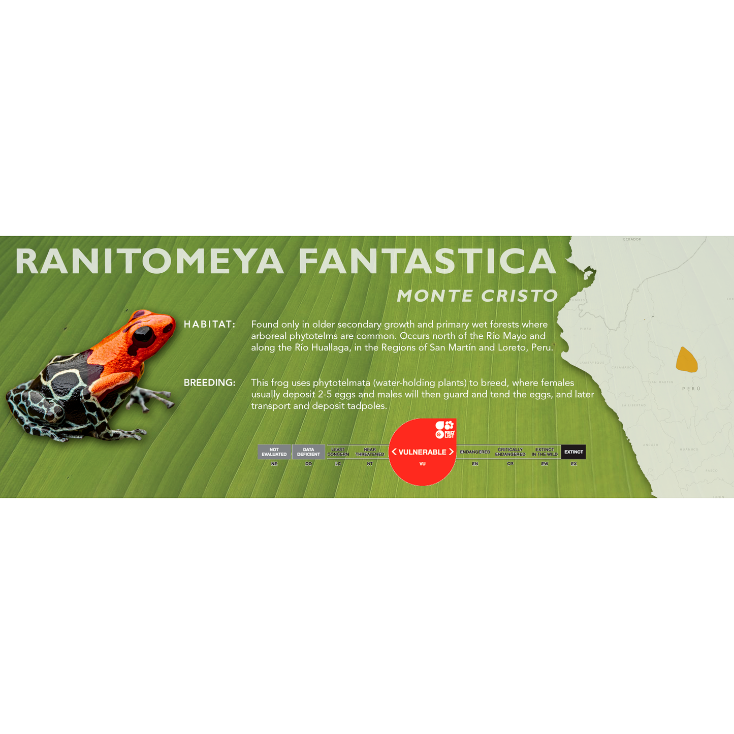 Ranitomeya fantastica - Classic Vivarium Label