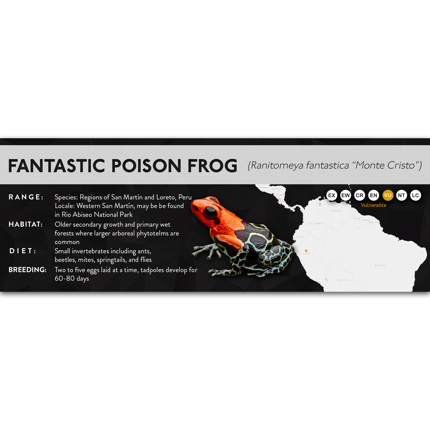 Fantastic Poison Frog (Ranitomeya fantastica) - X Label