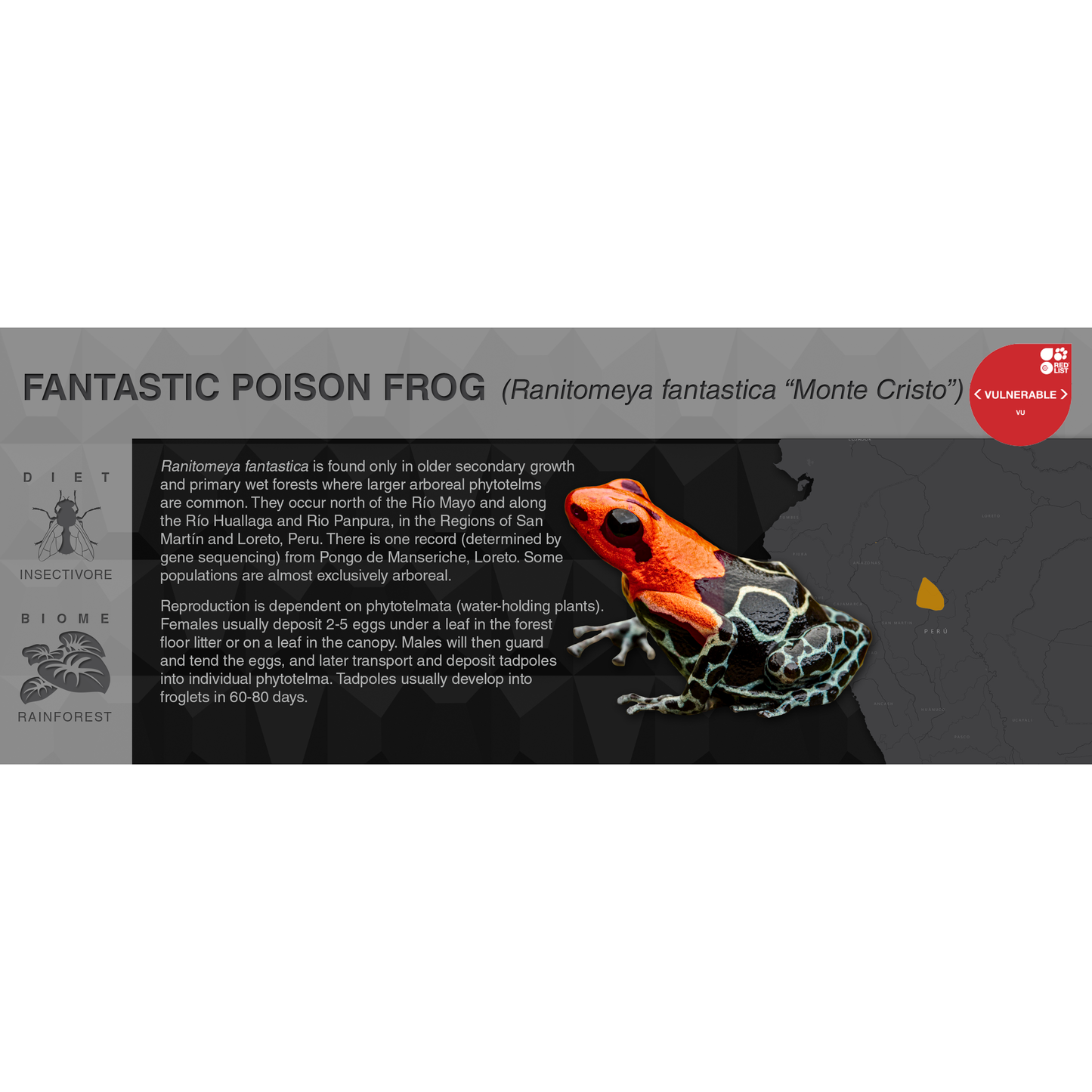 Ranitomeya fantastica - Black Series Vivarium Label