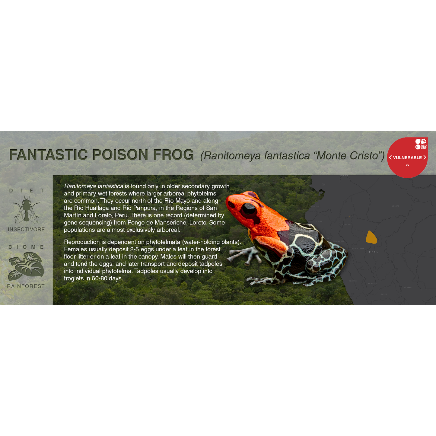 Ranitomeya fantastica - Black Series Vivarium Label