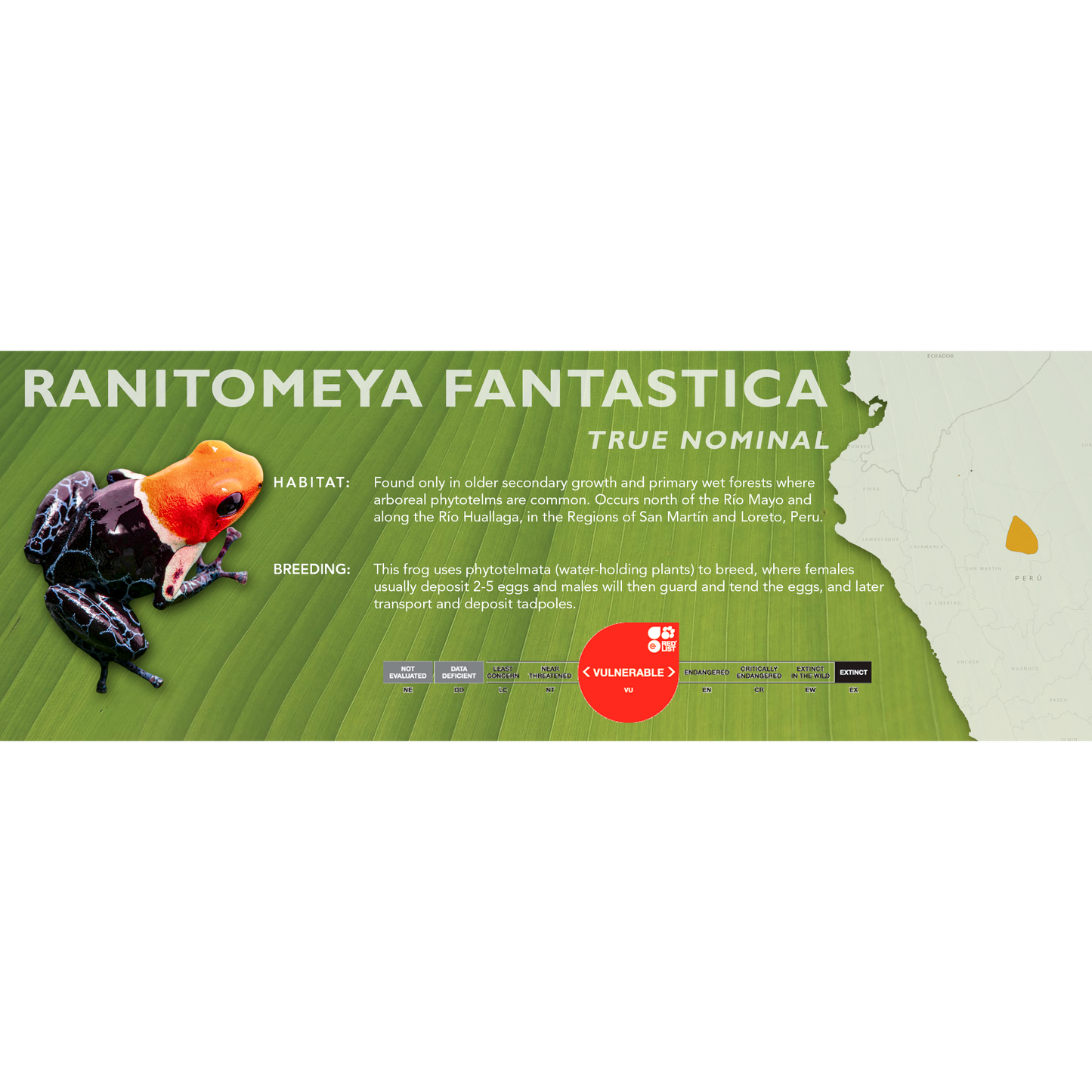 Ranitomeya fantastica - Classic Vivarium Label