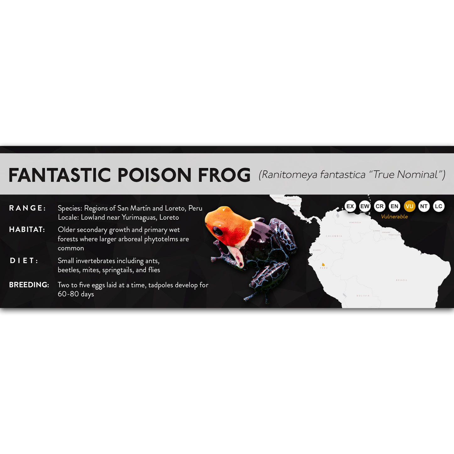 Fantastic Poison Frog (Ranitomeya fantastica) - X Label