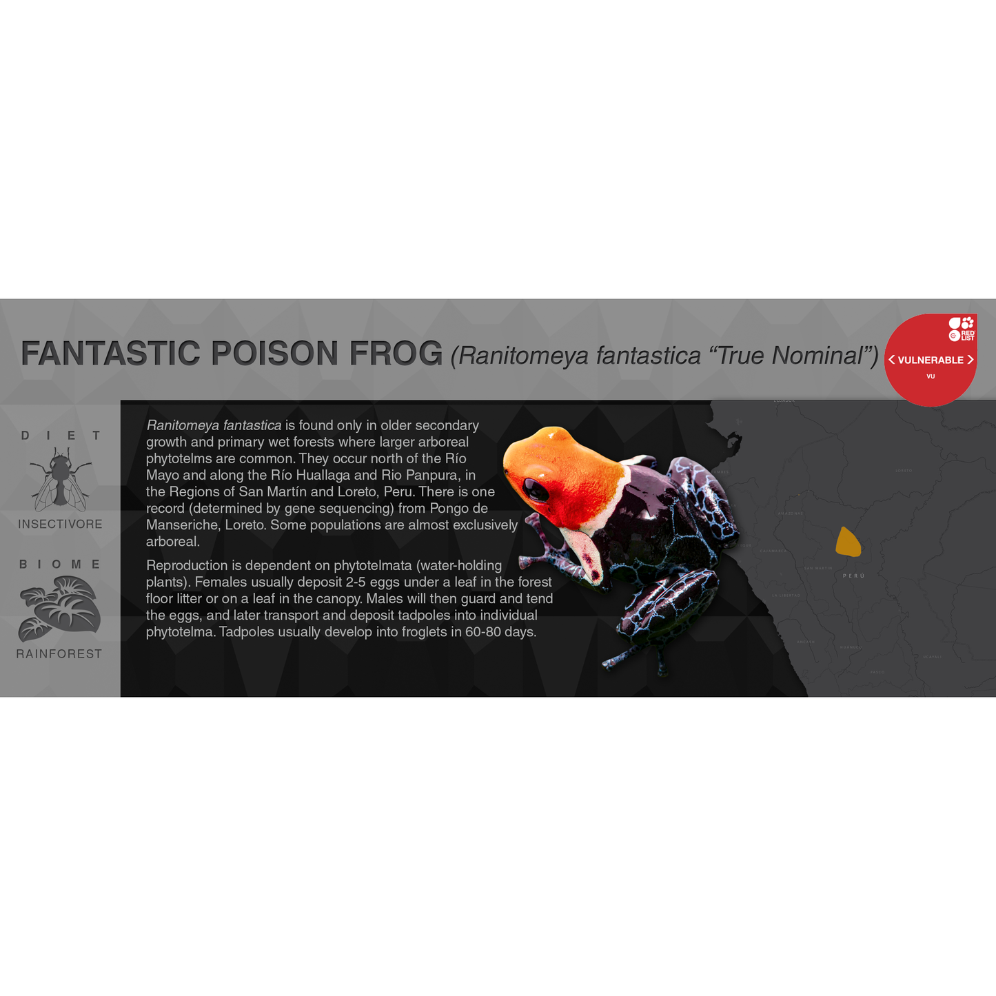 Ranitomeya fantastica - Black Series Vivarium Label