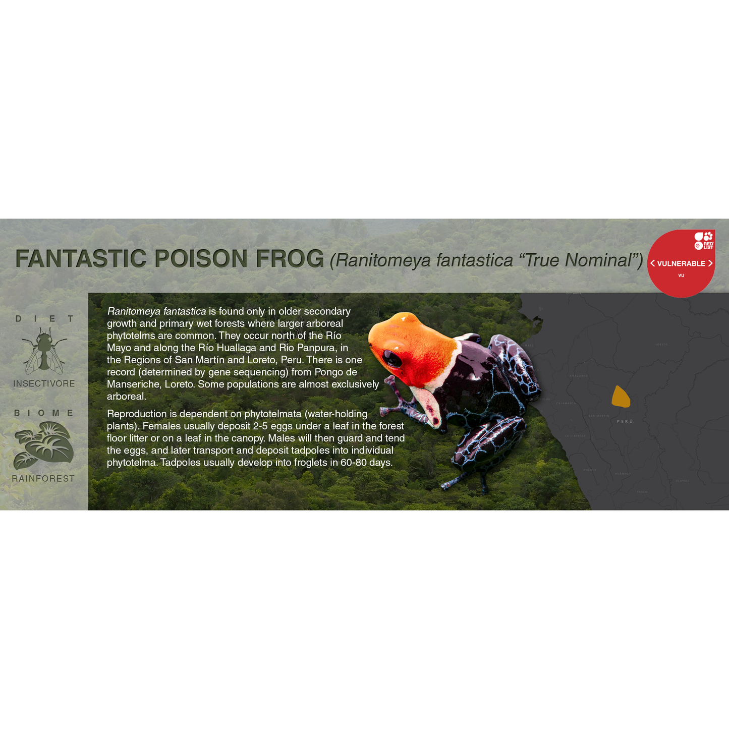 Ranitomeya fantastica - Black Series Vivarium Label