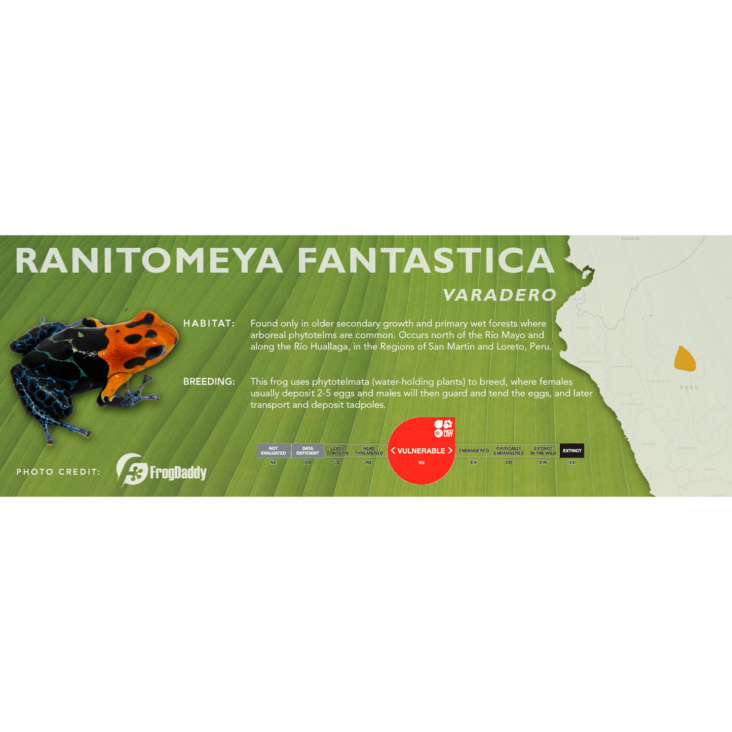 Ranitomeya fantastica - Classic Vivarium Label