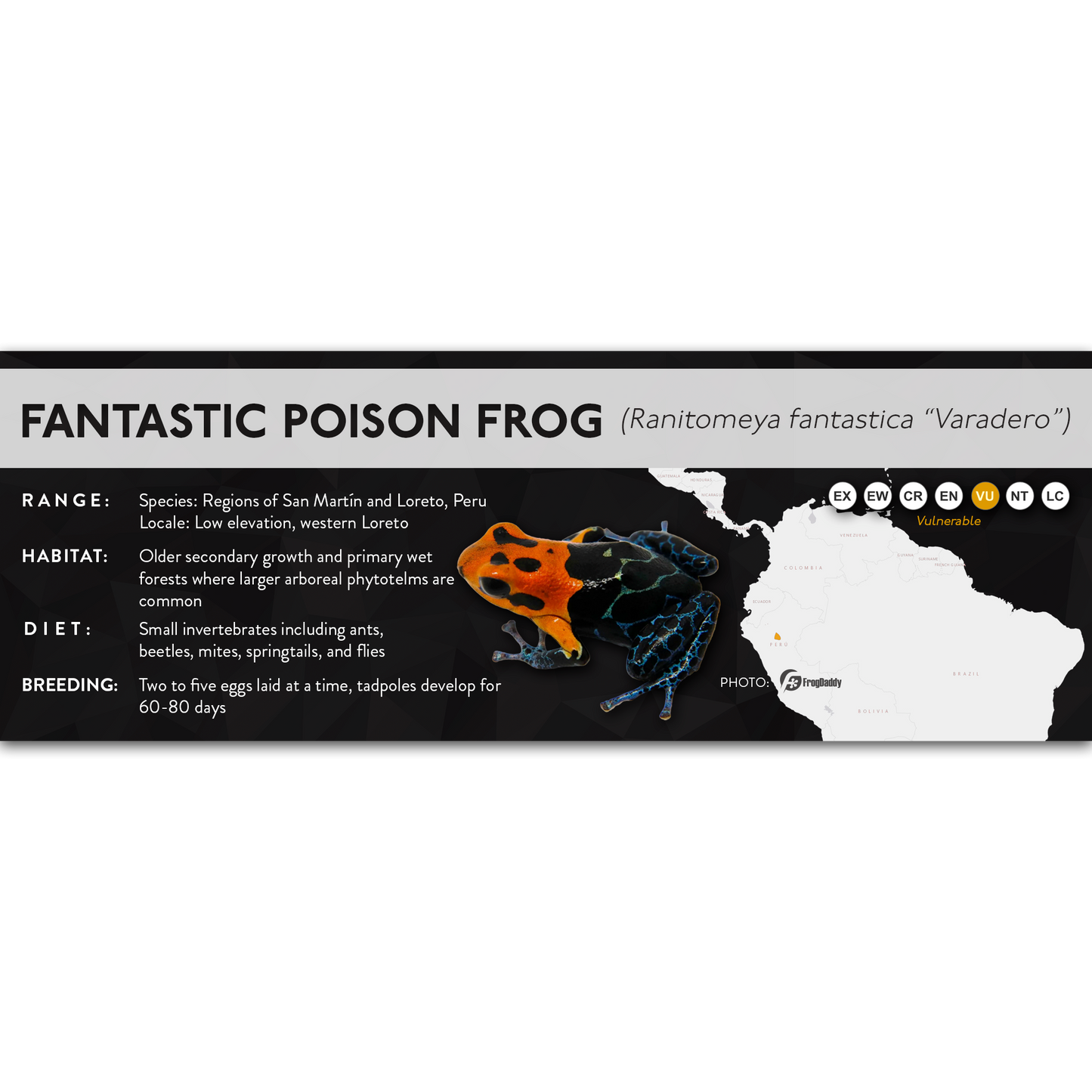 Fantastic Poison Frog (Ranitomeya fantastica) - X Label