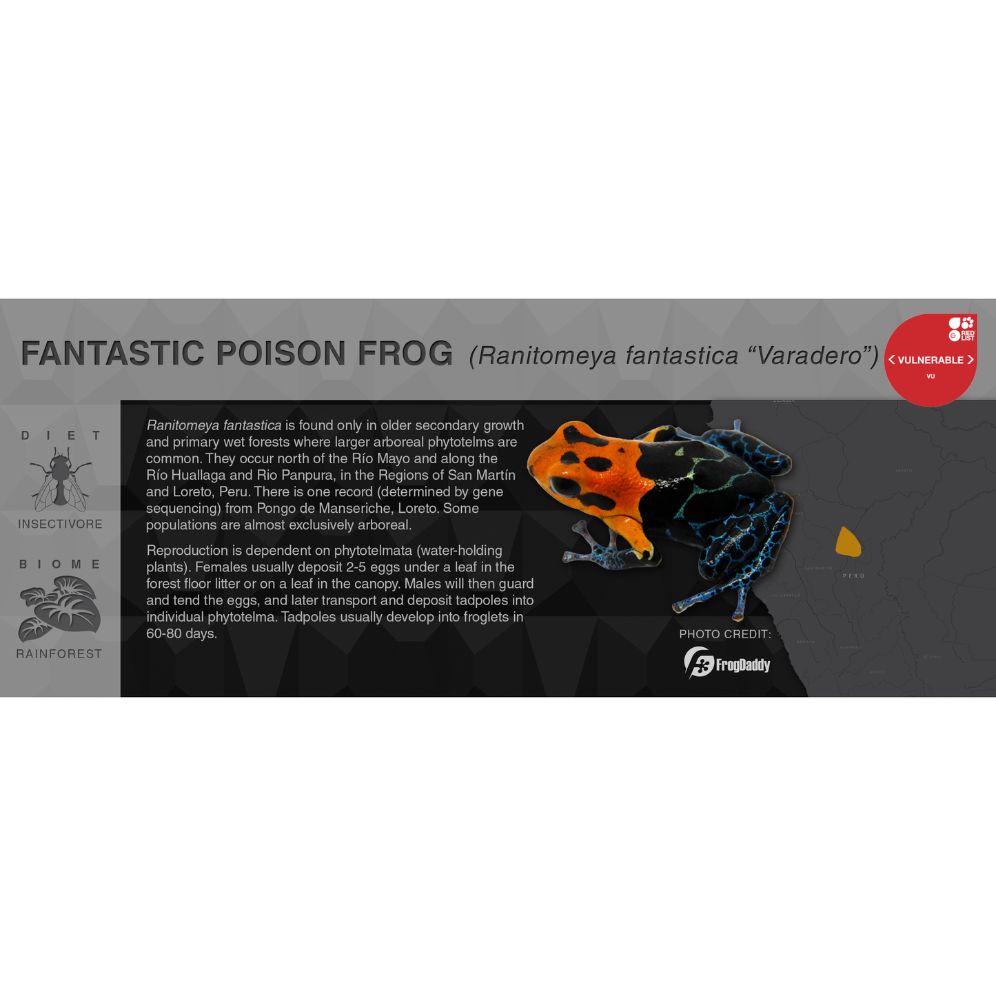 Ranitomeya fantastica - Black Series Vivarium Label