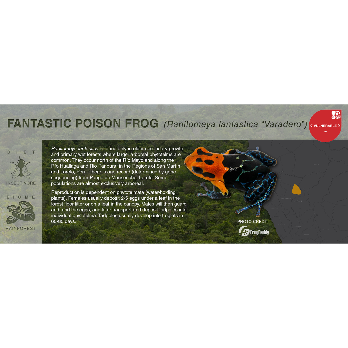 Ranitomeya fantastica - Black Series Vivarium Label