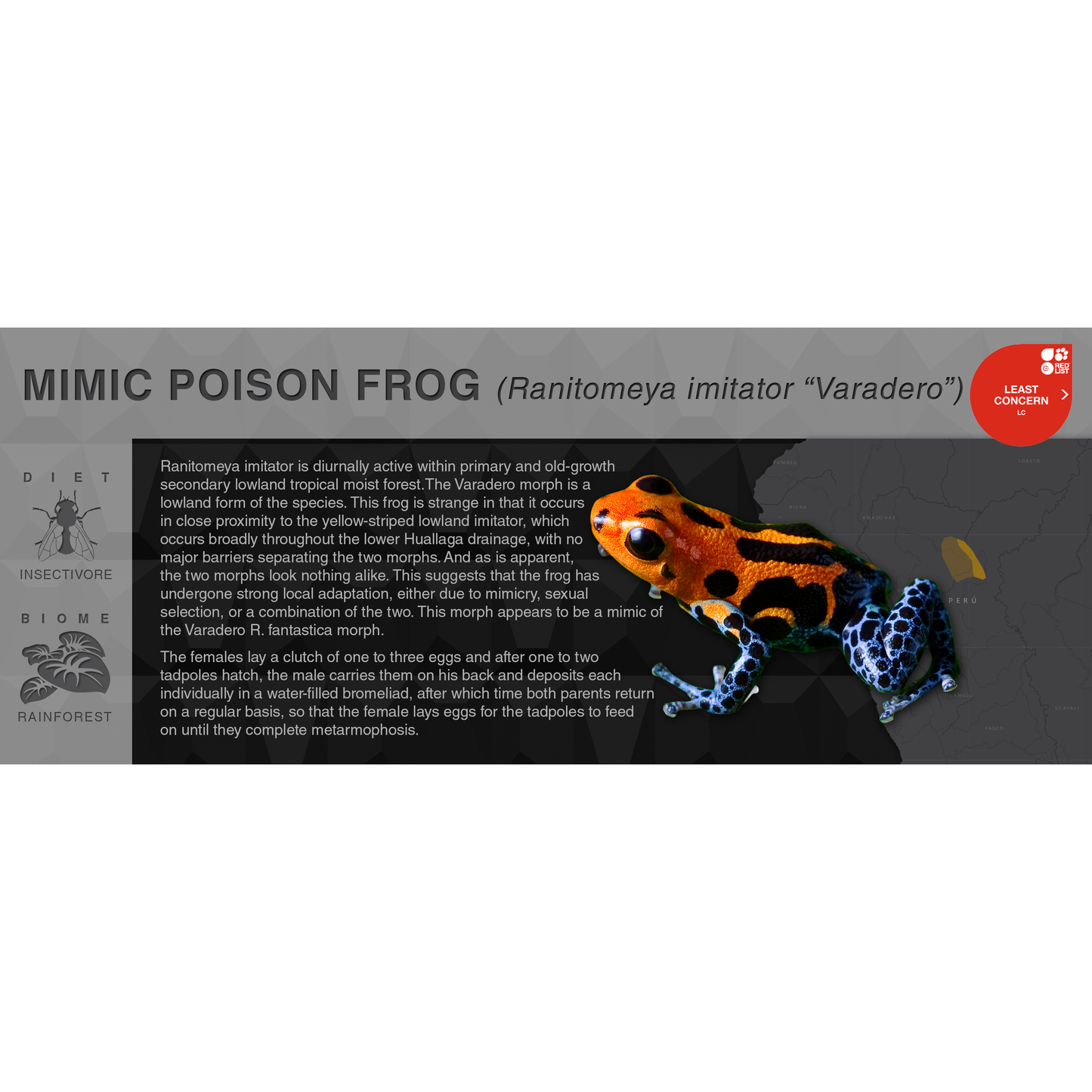 Mimic Poison Frog (Ranitomeya imitator) - Black Series Vivarium Label