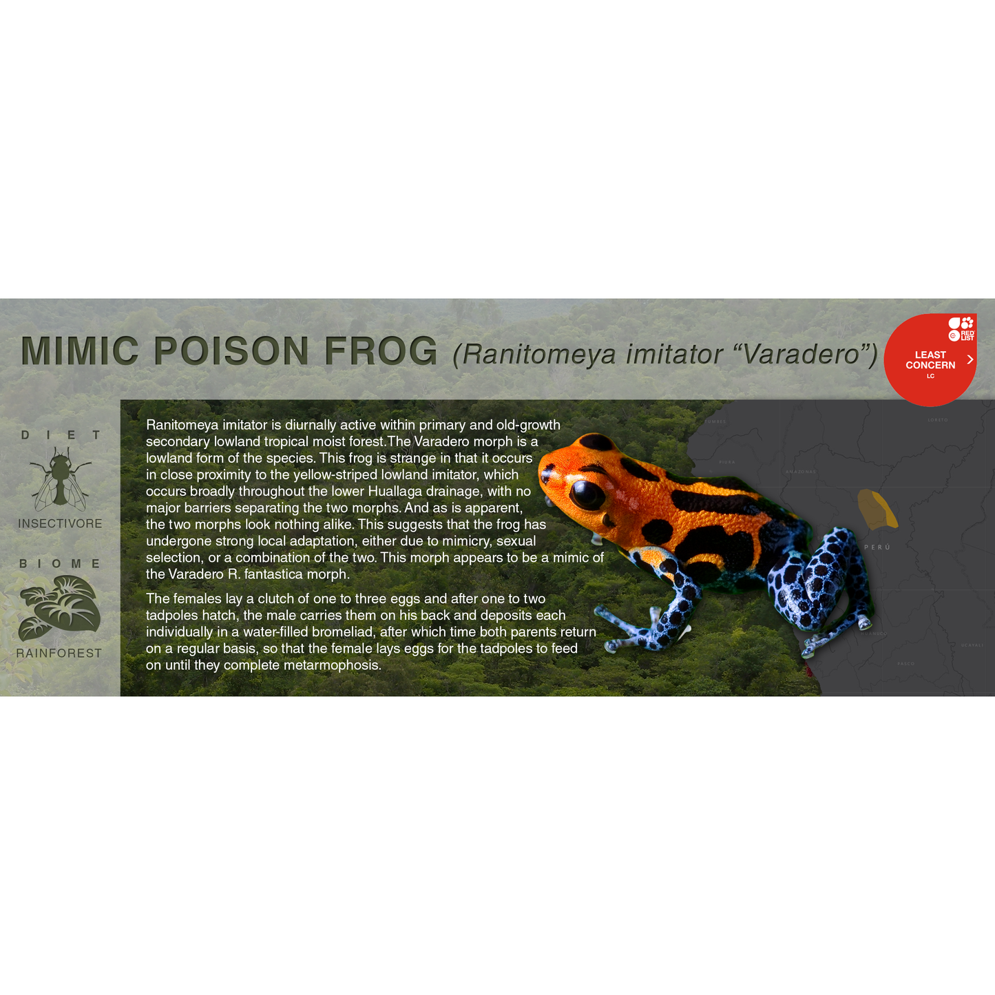 Mimic Poison Frog (Ranitomeya imitator) - Black Series Vivarium Label