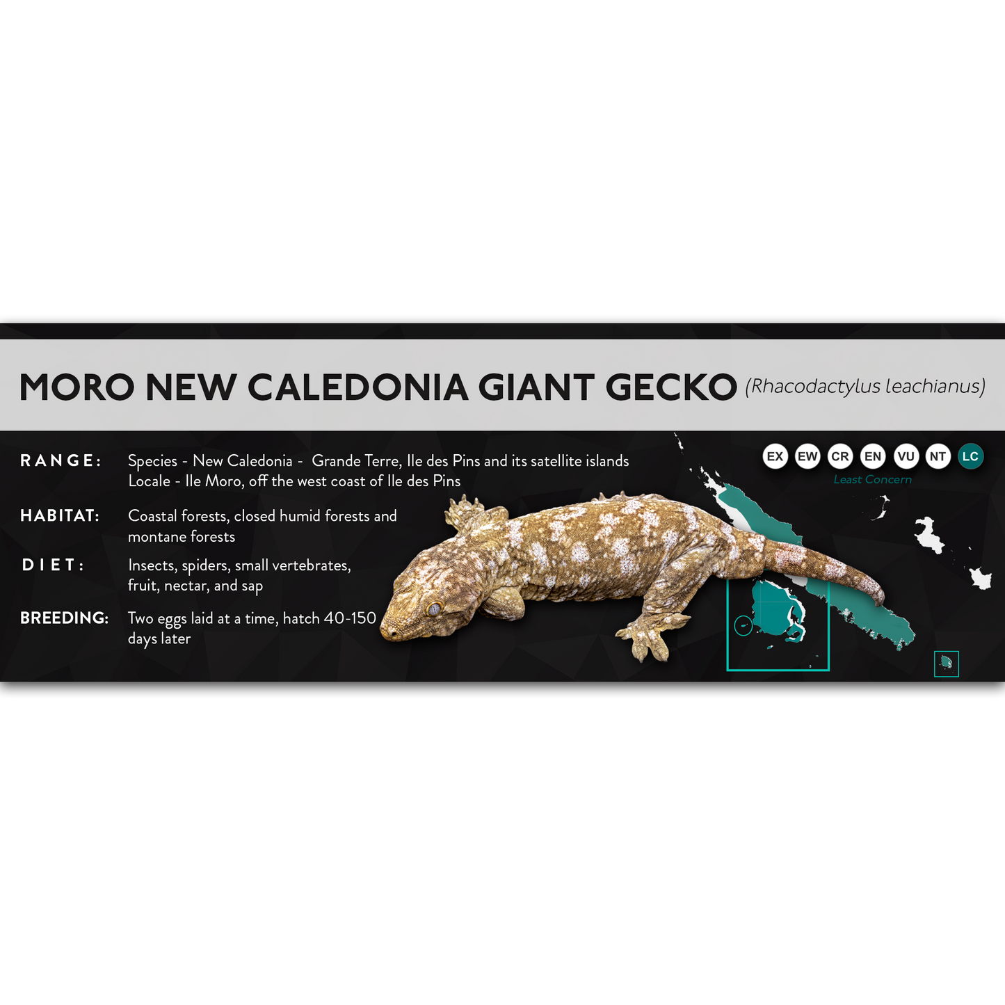New Caledonia Giant Gecko (Rhacodactylus leachianus) - X Label