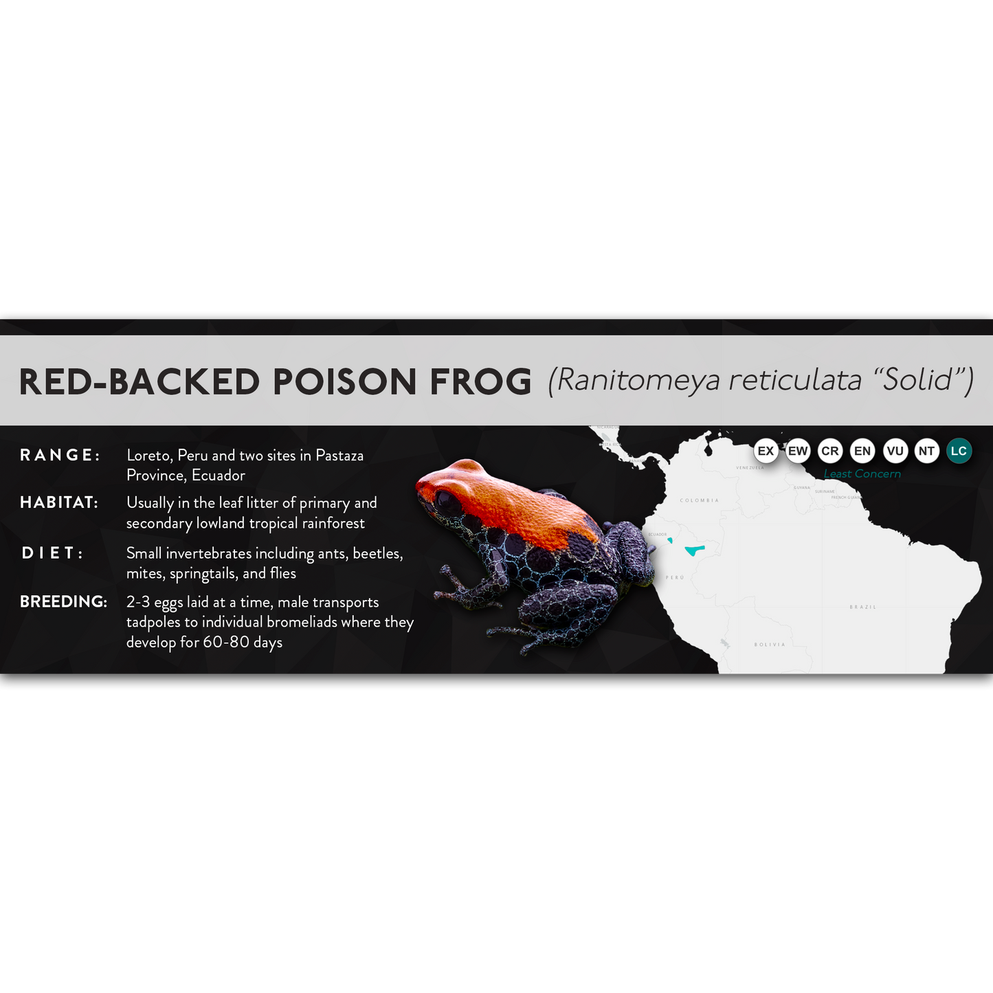 Red-Backed Poison (Ranitomeya reticulata) - X Label