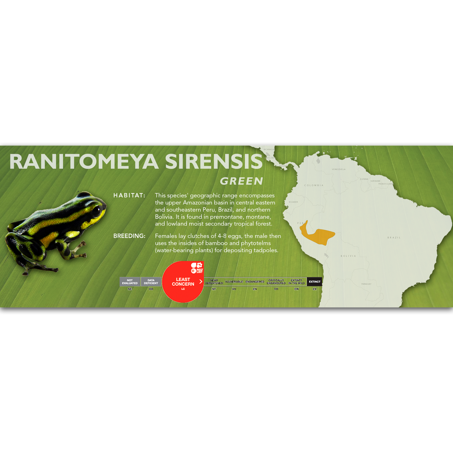 Ranitomeya sirensis - Classic Vivarium Label
