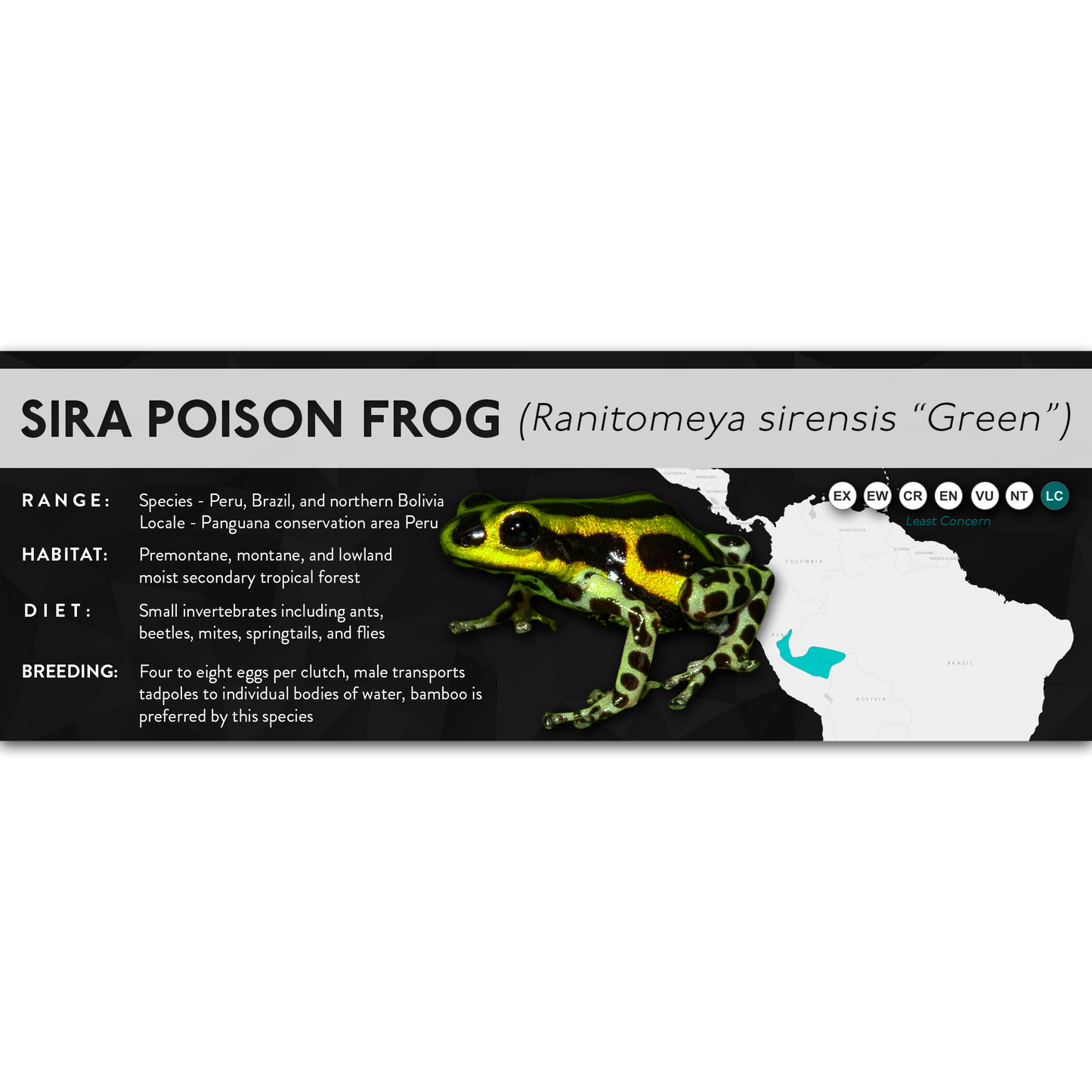 Sira Poison Frog (Ranitomeya sirensis) - X Label