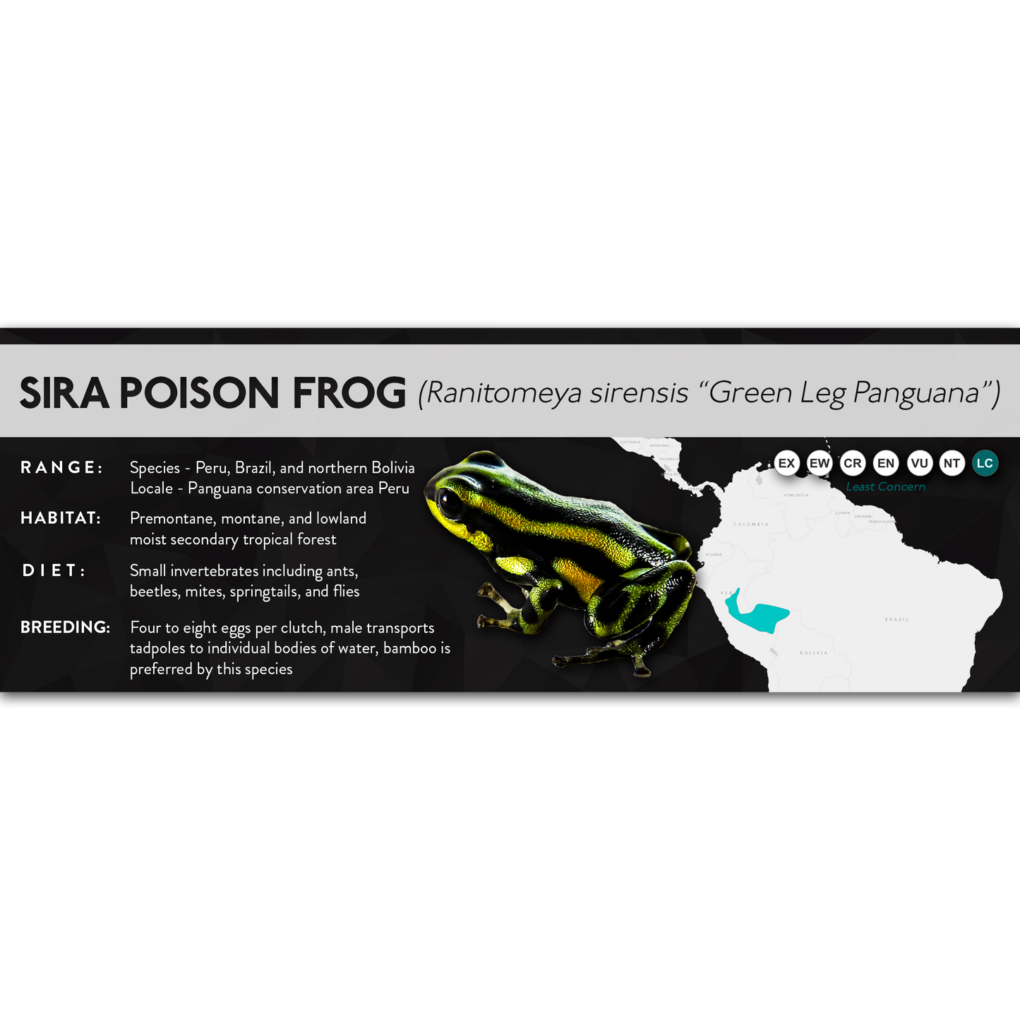Sira Poison Frog (Ranitomeya sirensis) - X Label