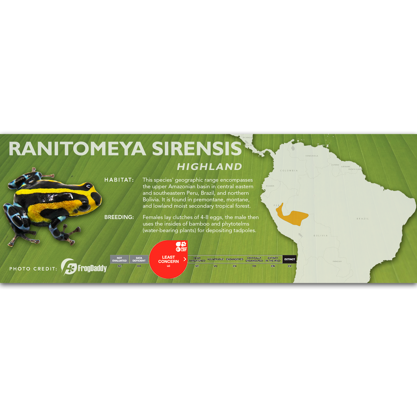 Ranitomeya sirensis - Classic Vivarium Label