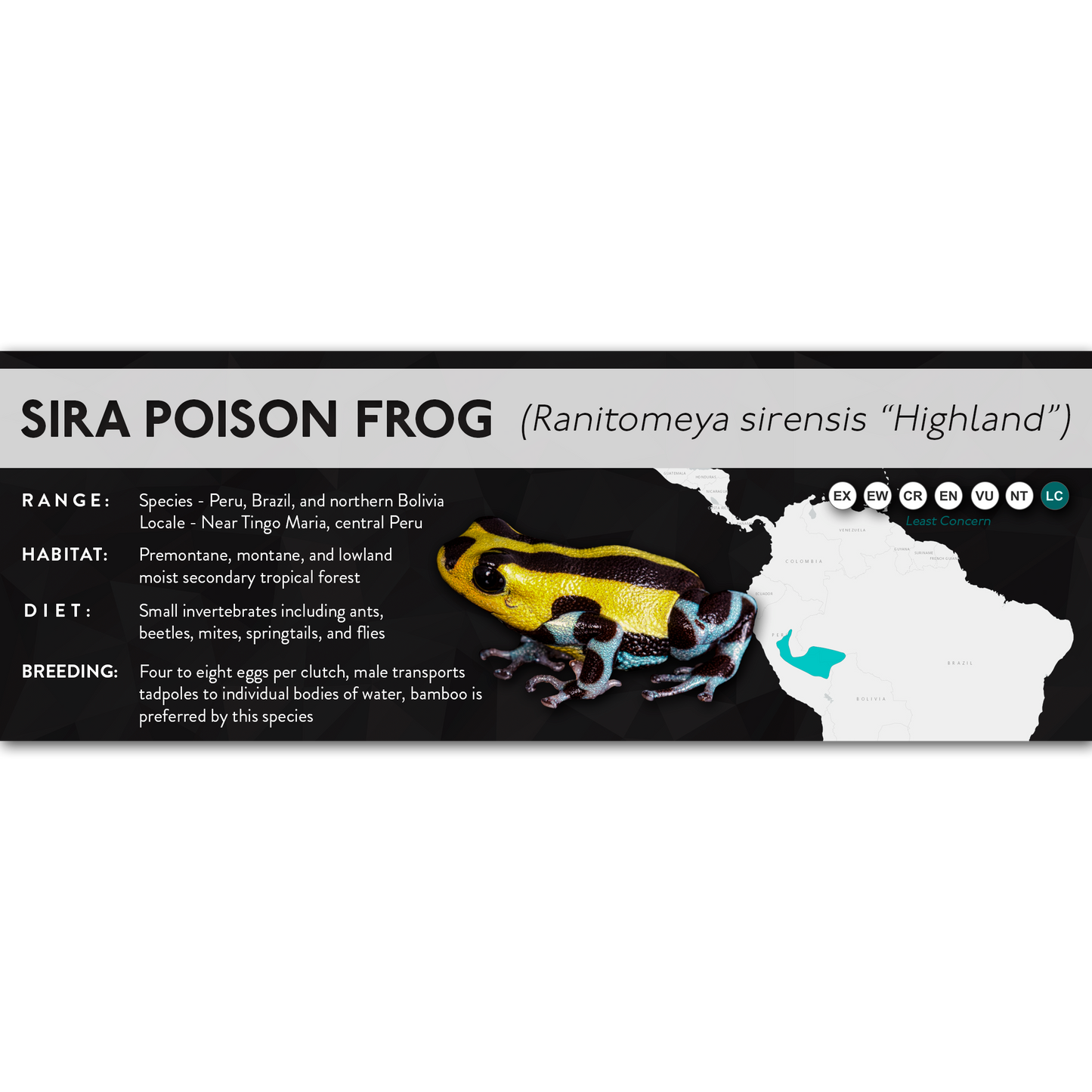 Sira Poison Frog (Ranitomeya sirensis) - X Label