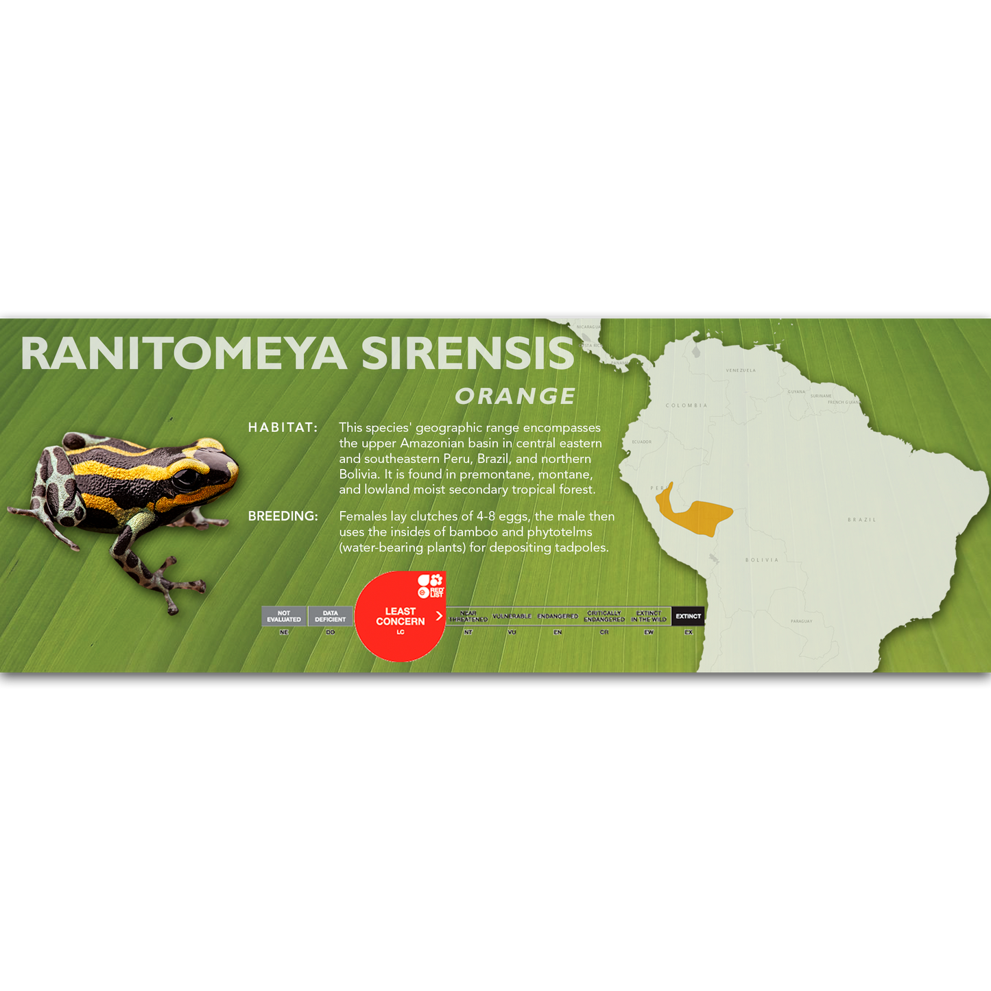 Ranitomeya sirensis - Classic Vivarium Label