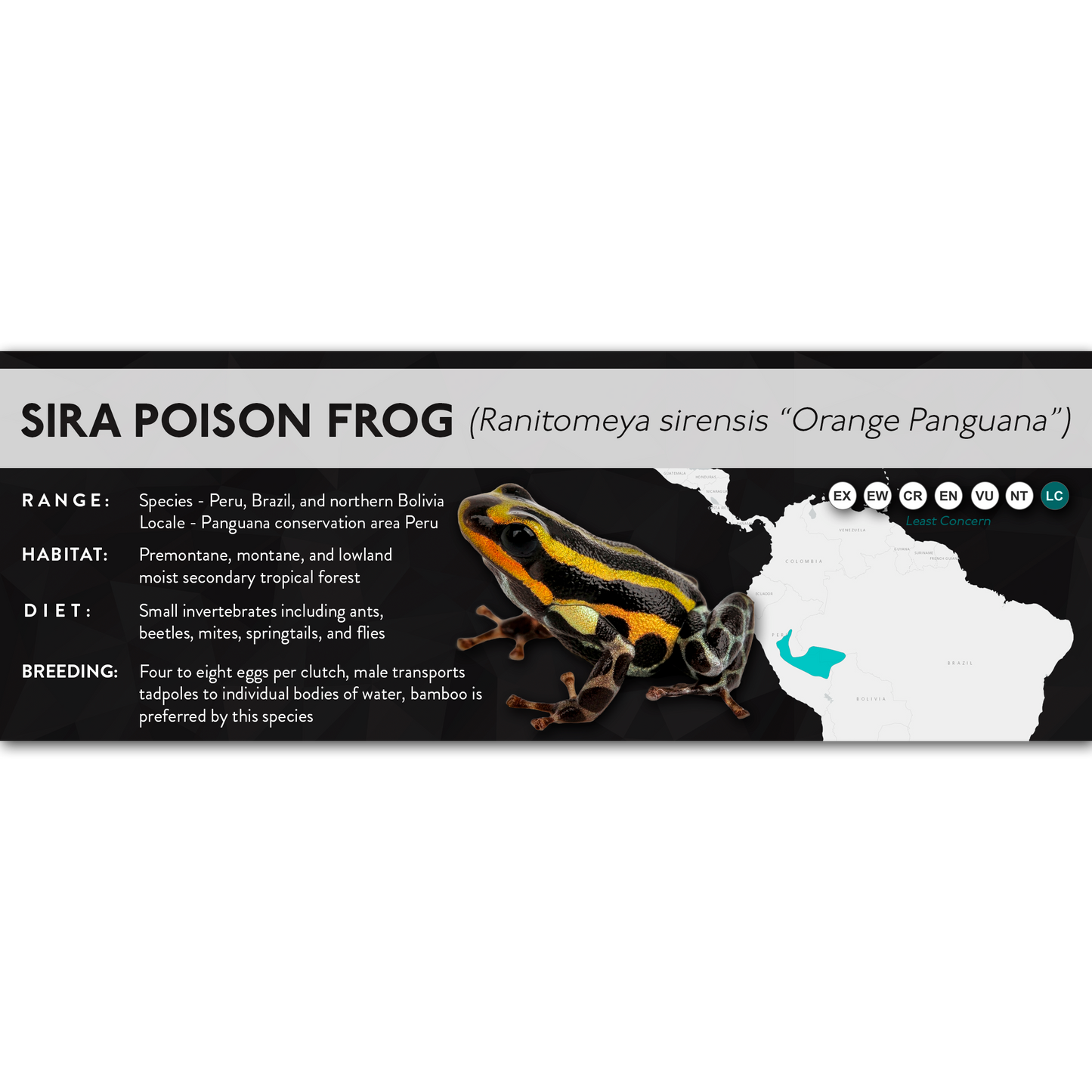 Sira Poison Frog (Ranitomeya sirensis) - X Label