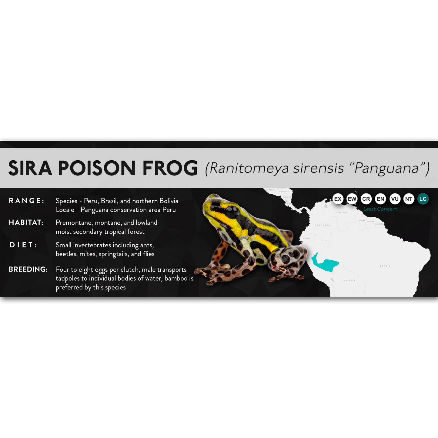 Sira Poison Frog (Ranitomeya sirensis) - X Label