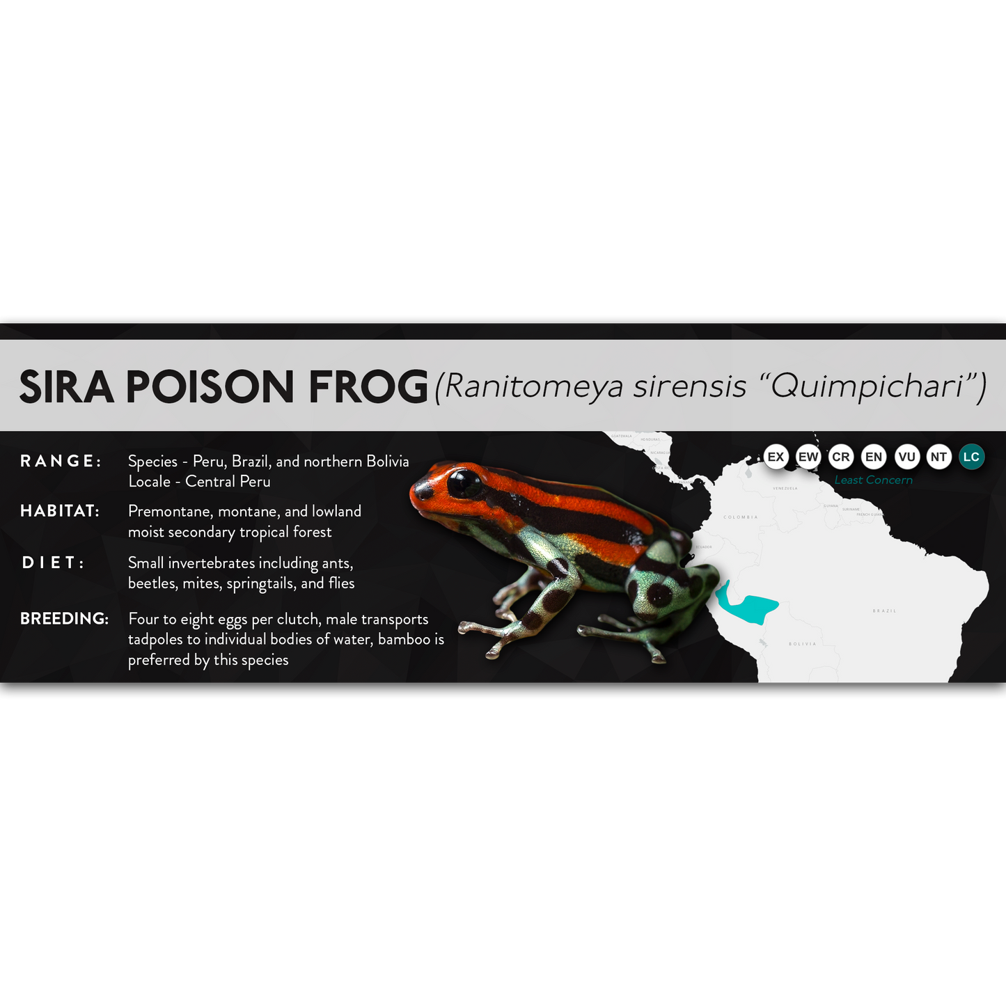 Sira Poison Frog (Ranitomeya sirensis) - X Label