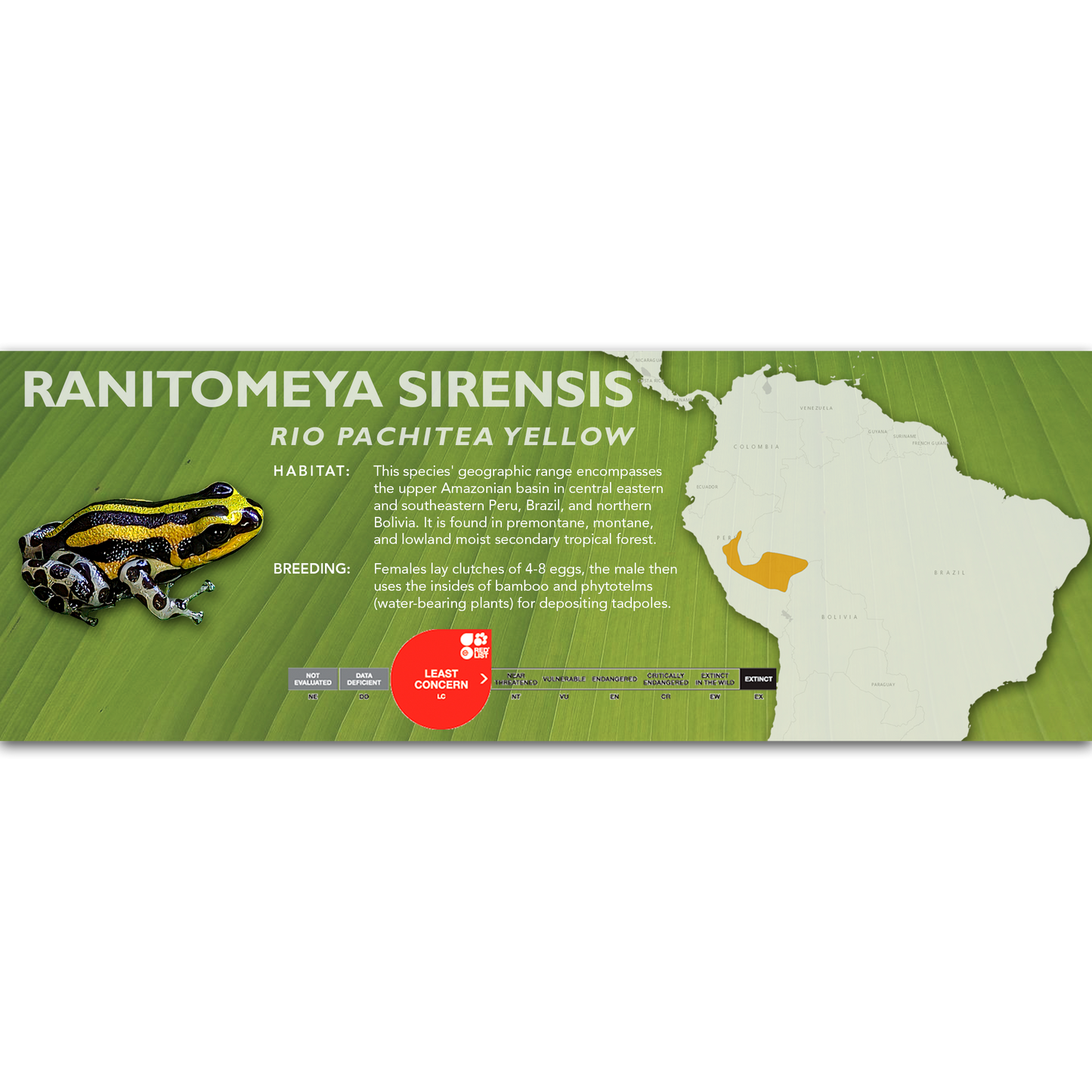 Ranitomeya sirensis - Classic Vivarium Label