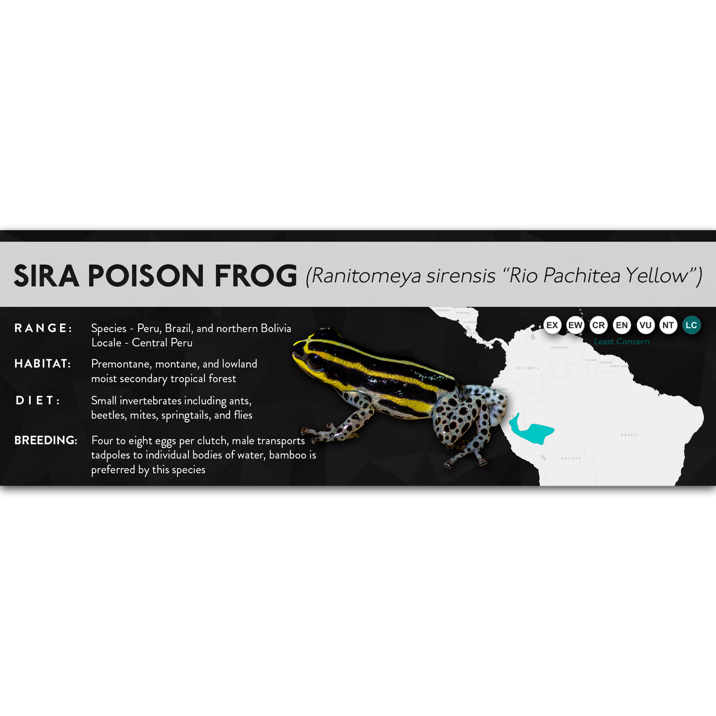 Sira Poison Frog (Ranitomeya sirensis) - X Label