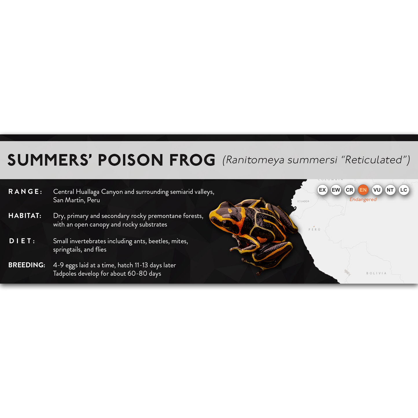 Summers' Poison Frog (Ranitomeya summersi) - X Label